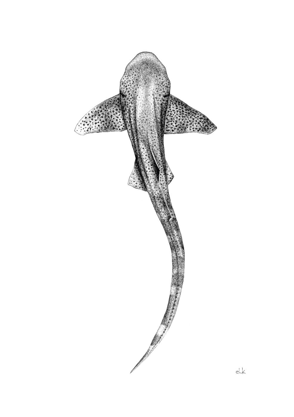 leopard shark drawing