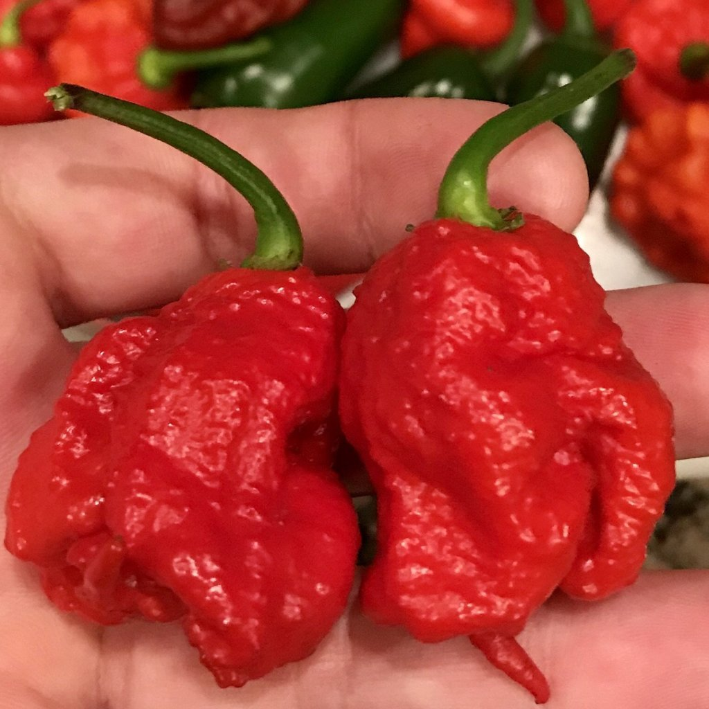 Carolina reaper записи. Каролина Рипер. Перец Виктория Рипер. Каролинский Жнец. Красный перец Каролина Рипер.