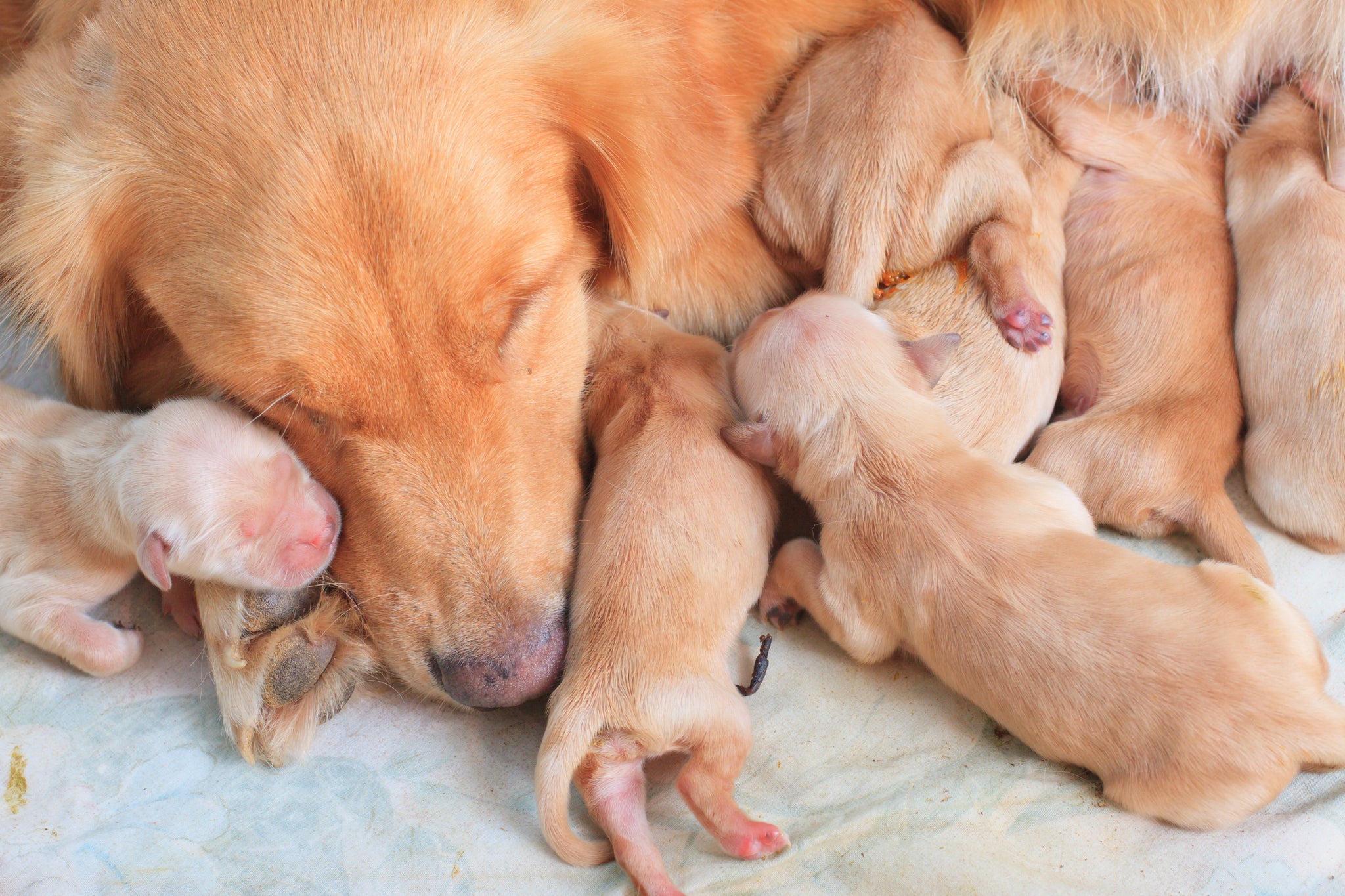 first-litter-tips-on-how-to-help-your-dog-give-birth-petaxin