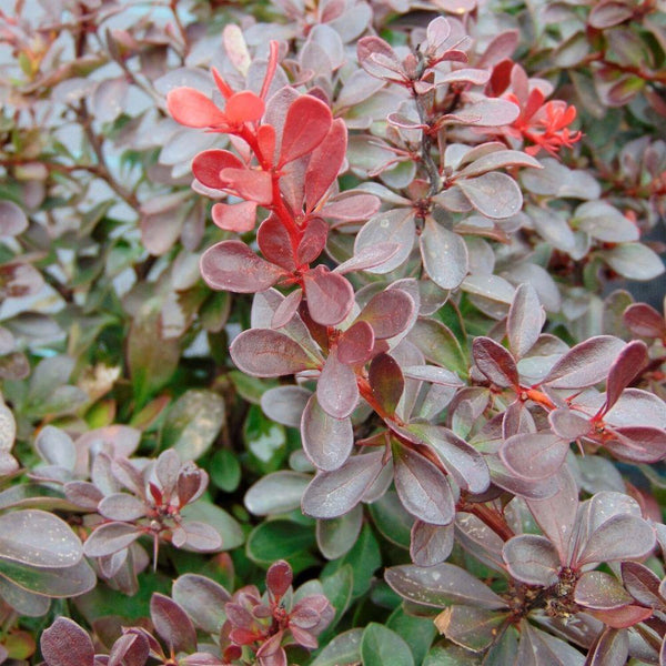 graines epine vinette de thunberg berberis thunbergii atropurpurea bonsai france