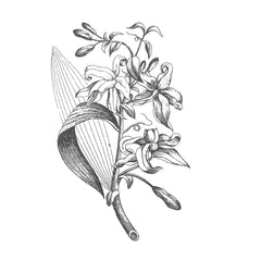 Cinna Mint No.7 Botanical