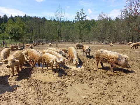 Trupolje-Wollschwein-Nachhaltige-Tierzucht