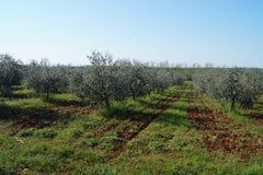 olivenöl-hain-kroatien