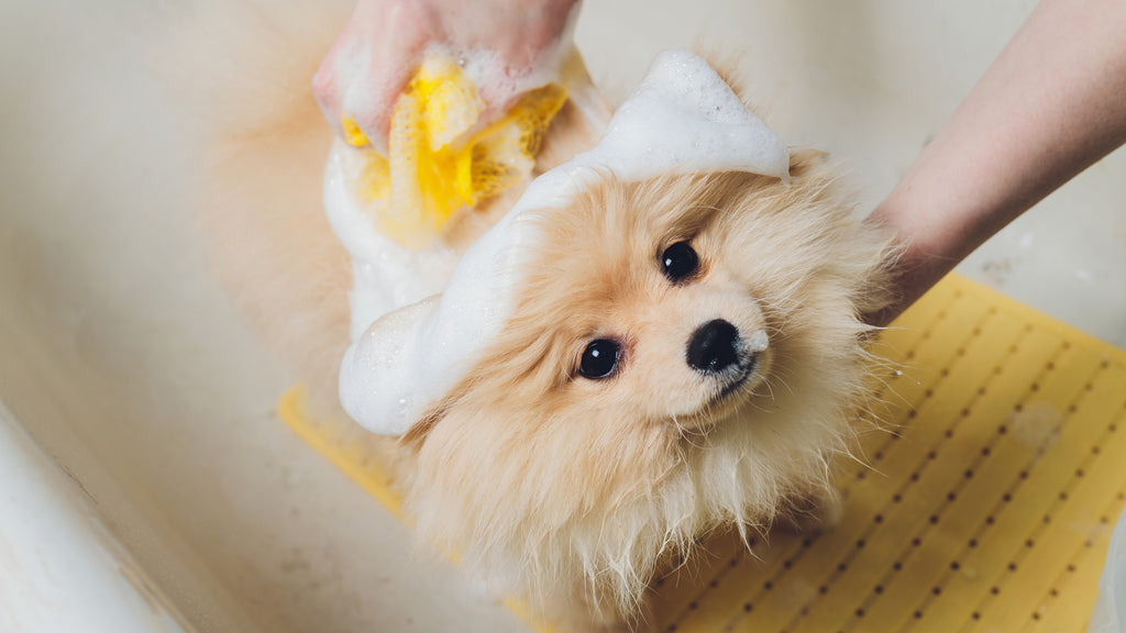 best shampoo use on your dog