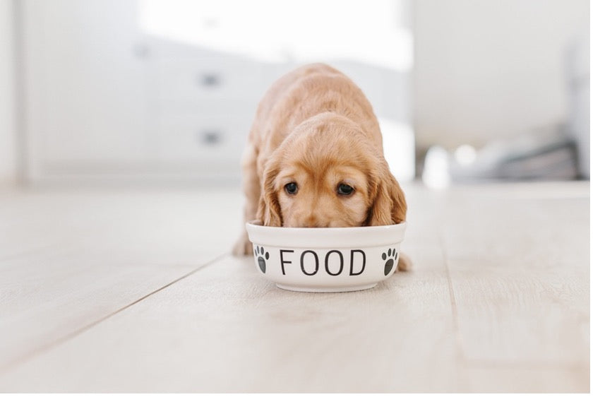 best diet for your dog 