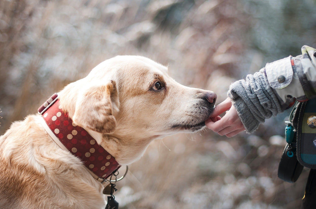 labrador dogs are so caring with humans