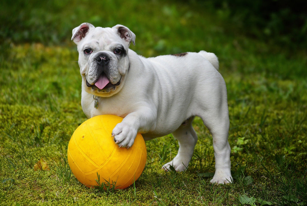 Bull dog with football