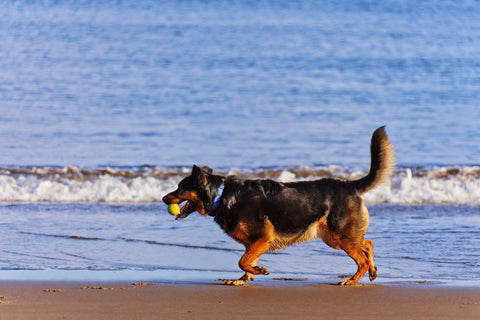 German shepherd playing with ball