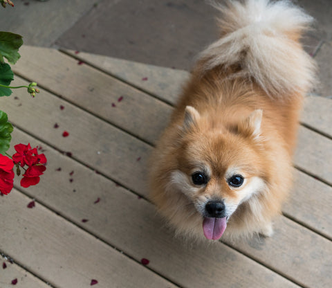looking cute Pomeranian dog with smile