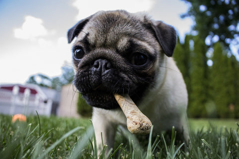 pug dog chewing bone