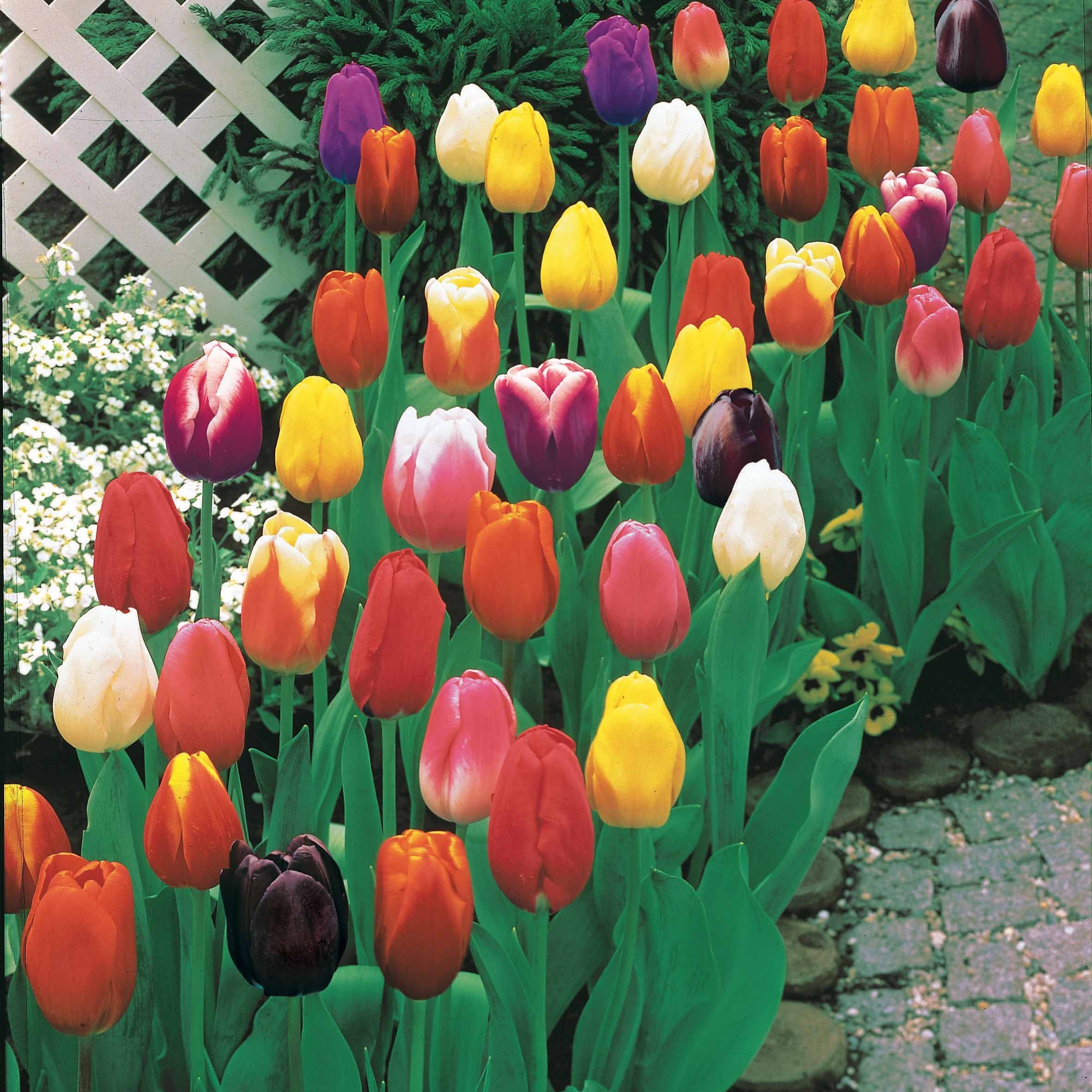 100 Tulipes à longues tiges en mélange - Bakker.com product image