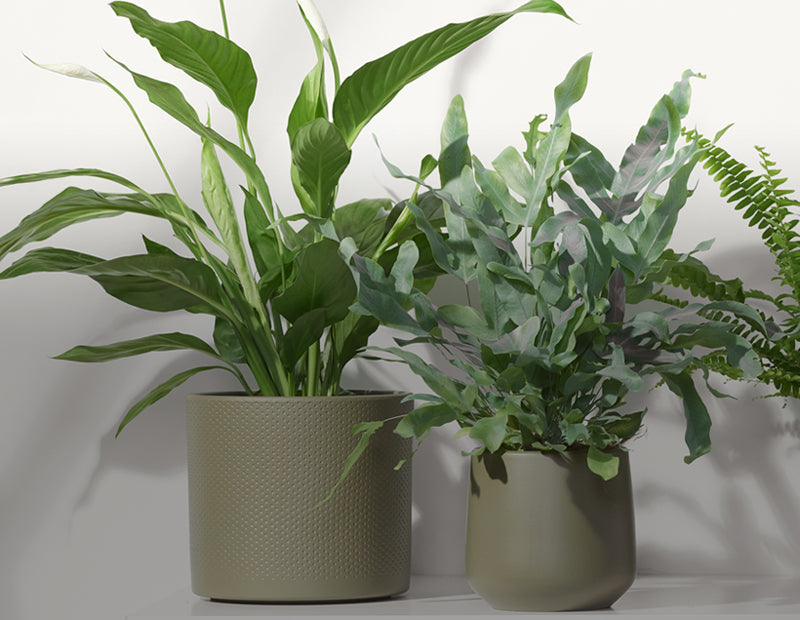 2 plantes d'intérieur en pot