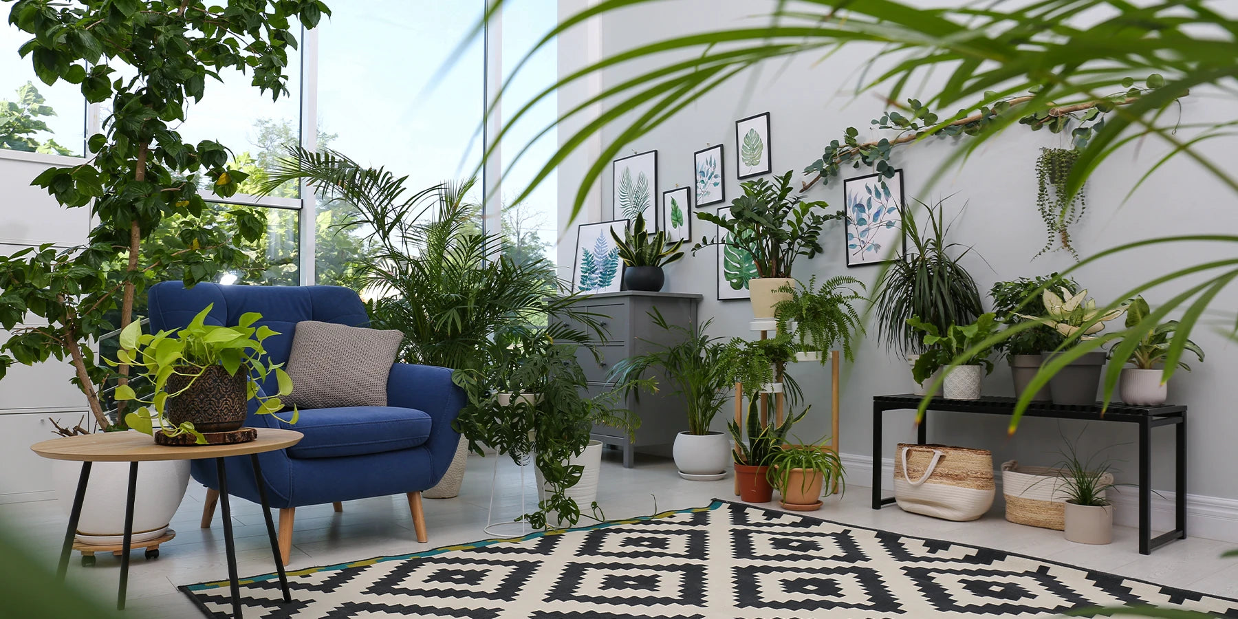 APPartement arboré de multiples plantes d'intérieur