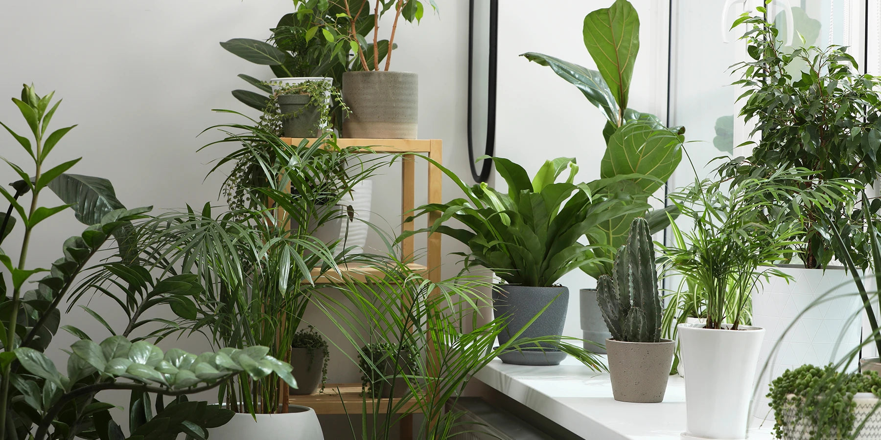 Plantes d'intérieur en pot sur rebord de fenêtre