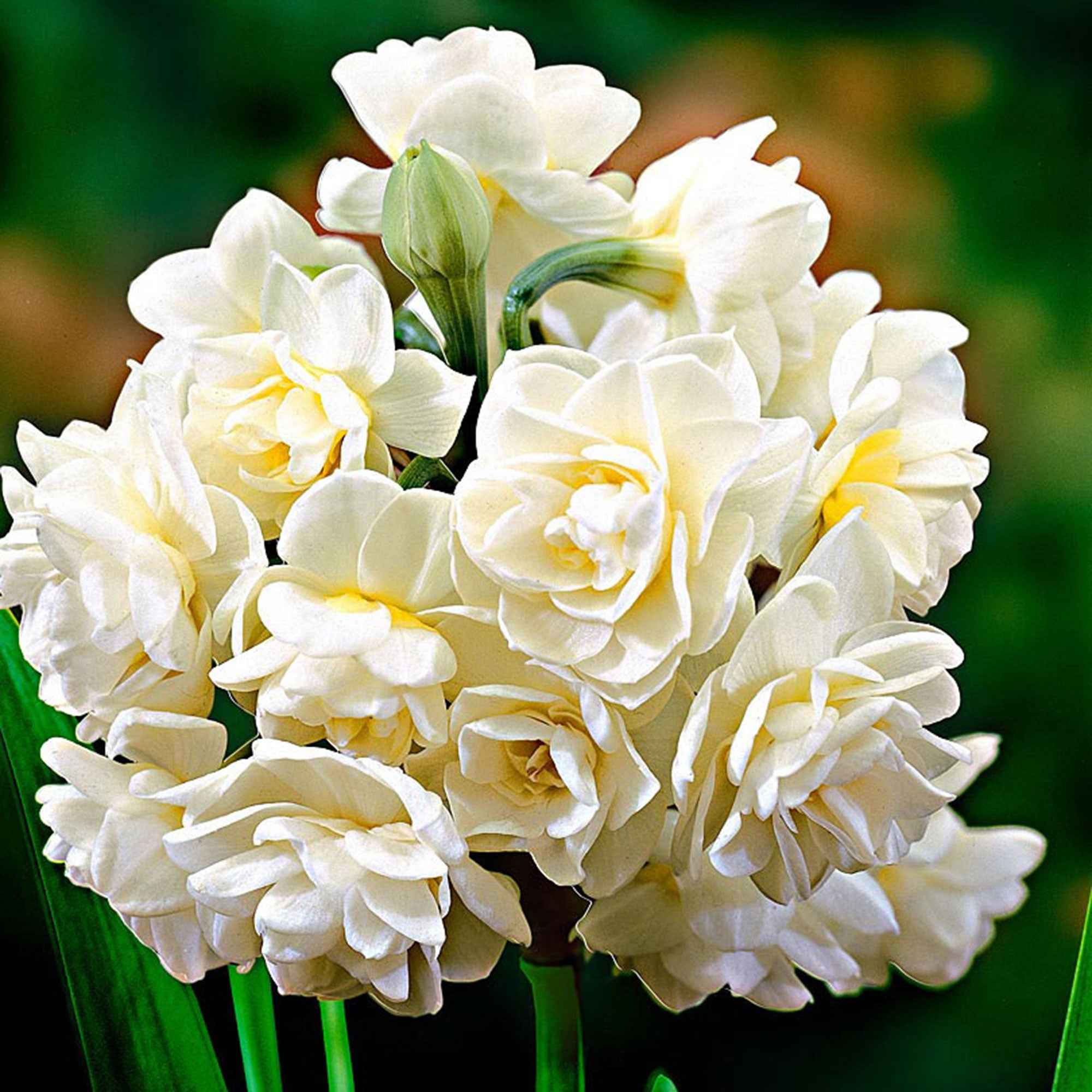 5x Narcisse 'Erlicheer' blanc acheter | Bakker.com