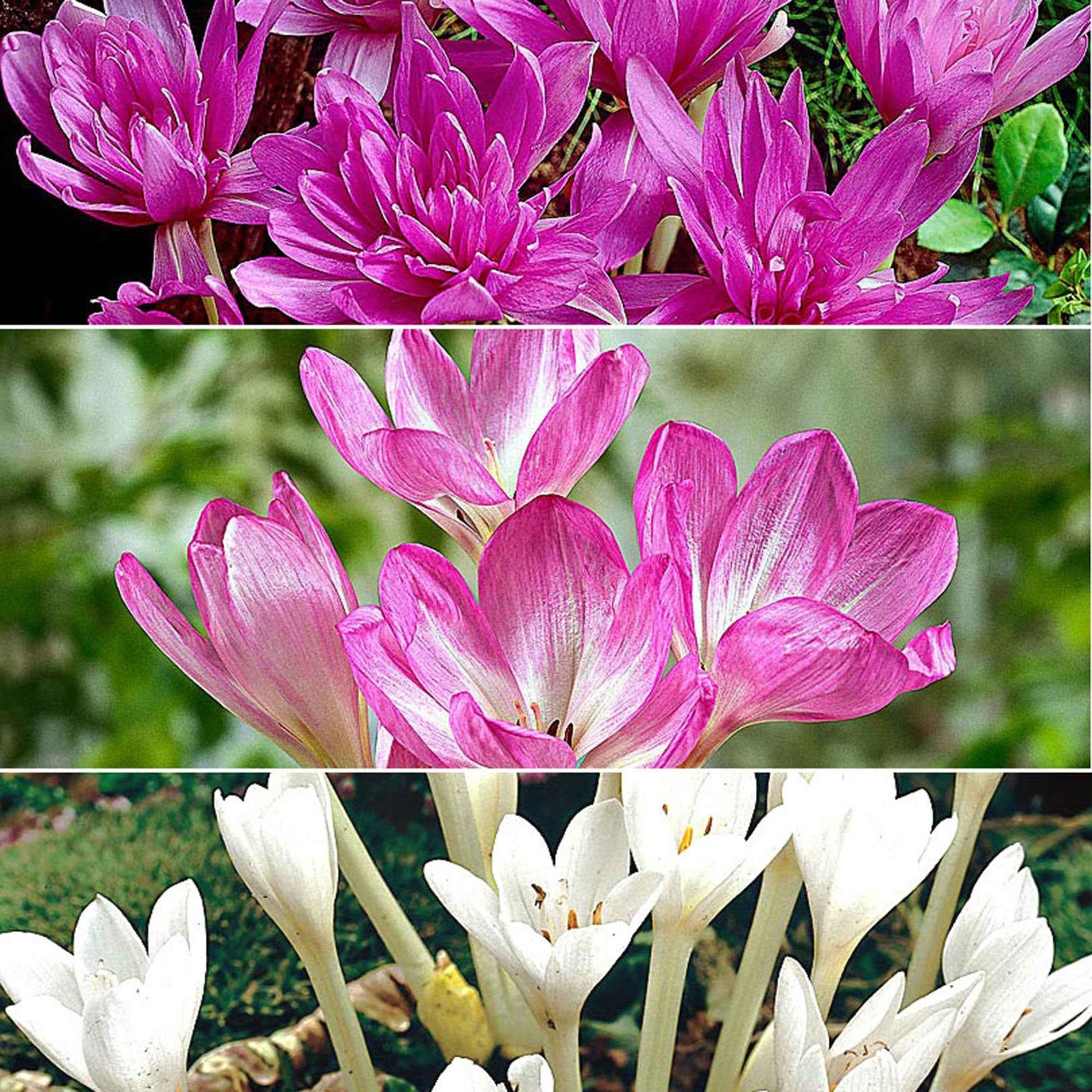 3x Colchique d'automne Colchicum 'The Giant' + 'Waterlily' + 'Autumnale  Album' blanc-rose acheter | Bakker.com