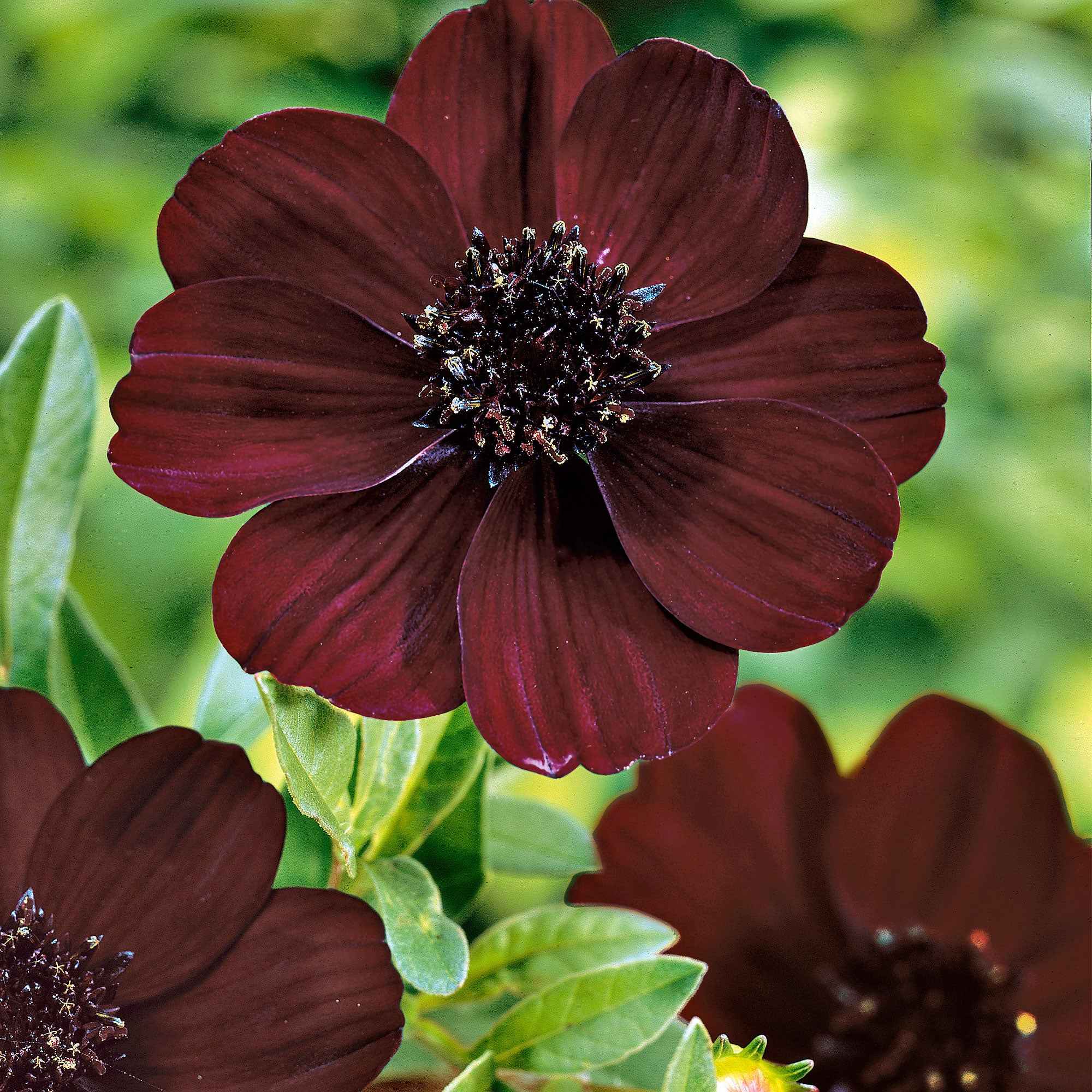 Mélange de Cosmos chocolat-violet | Bakker France – Bakker.com