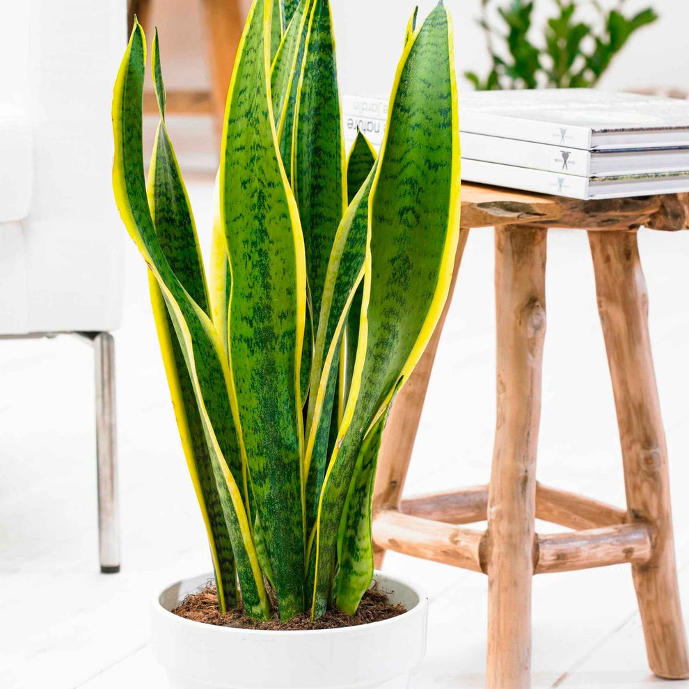 Achetez Maintenant Une Plante Dintérieur Langue De Belle Mère Sansevieria Laurentti Xl 