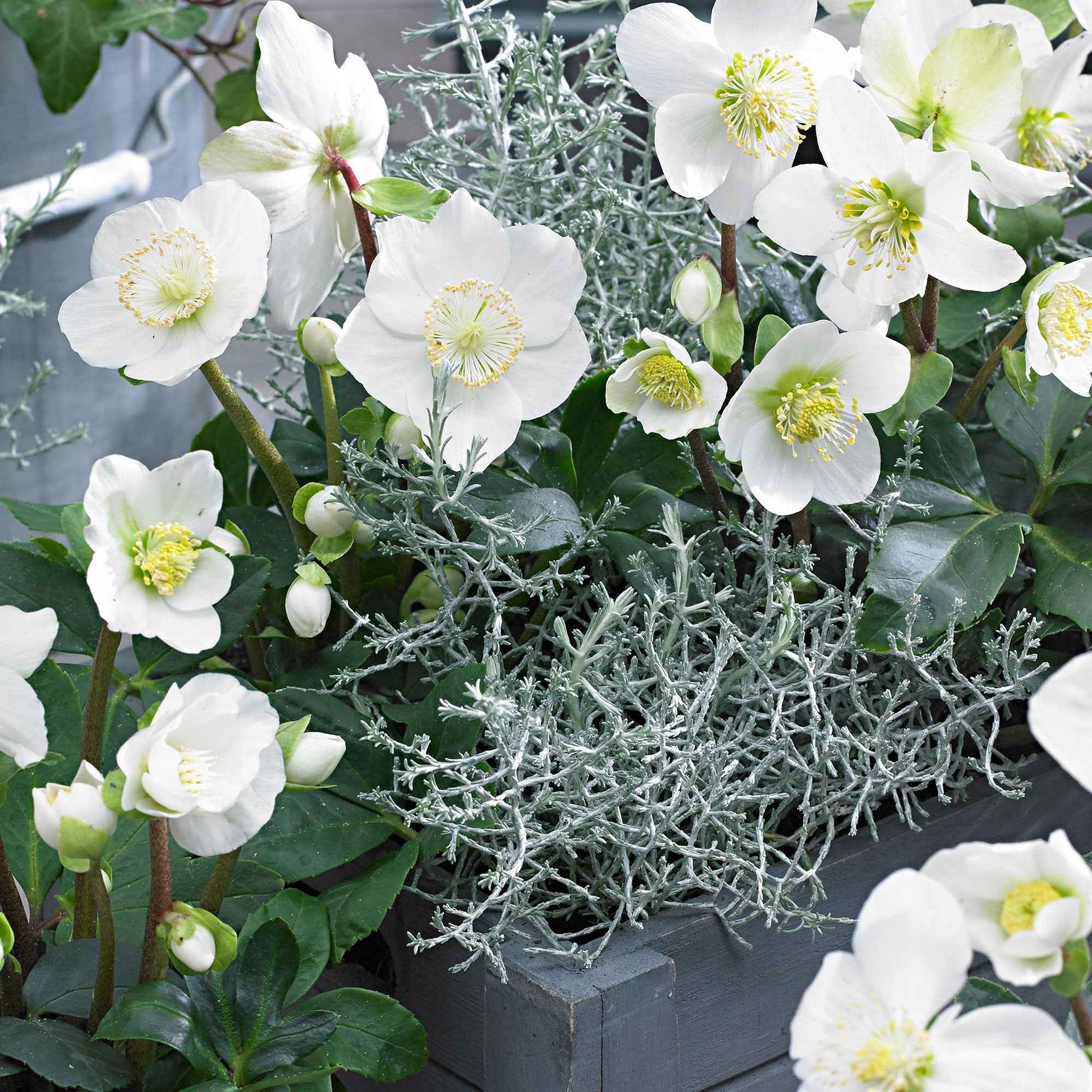 Achetez maintenant une plante vivace Rose de Noël Helleborus 'Christmas  Carol' blanc | Bakker.com