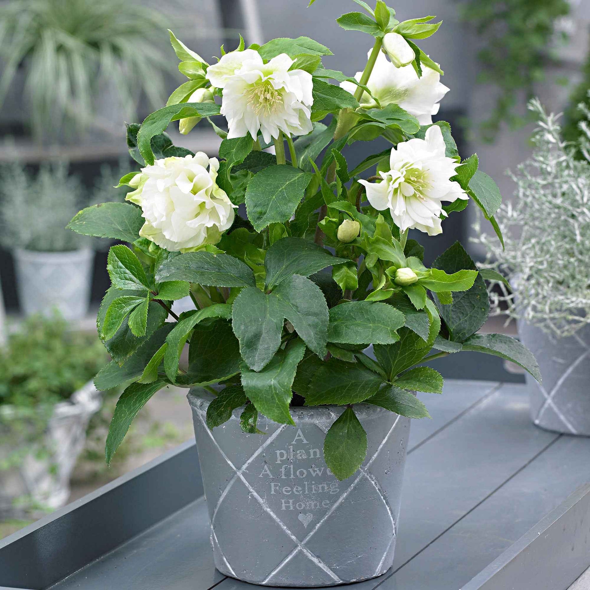 Achetez maintenant une plante vivace Rose de Noël Helleborus 'Double Ellen'  Blanc | Bakker.com