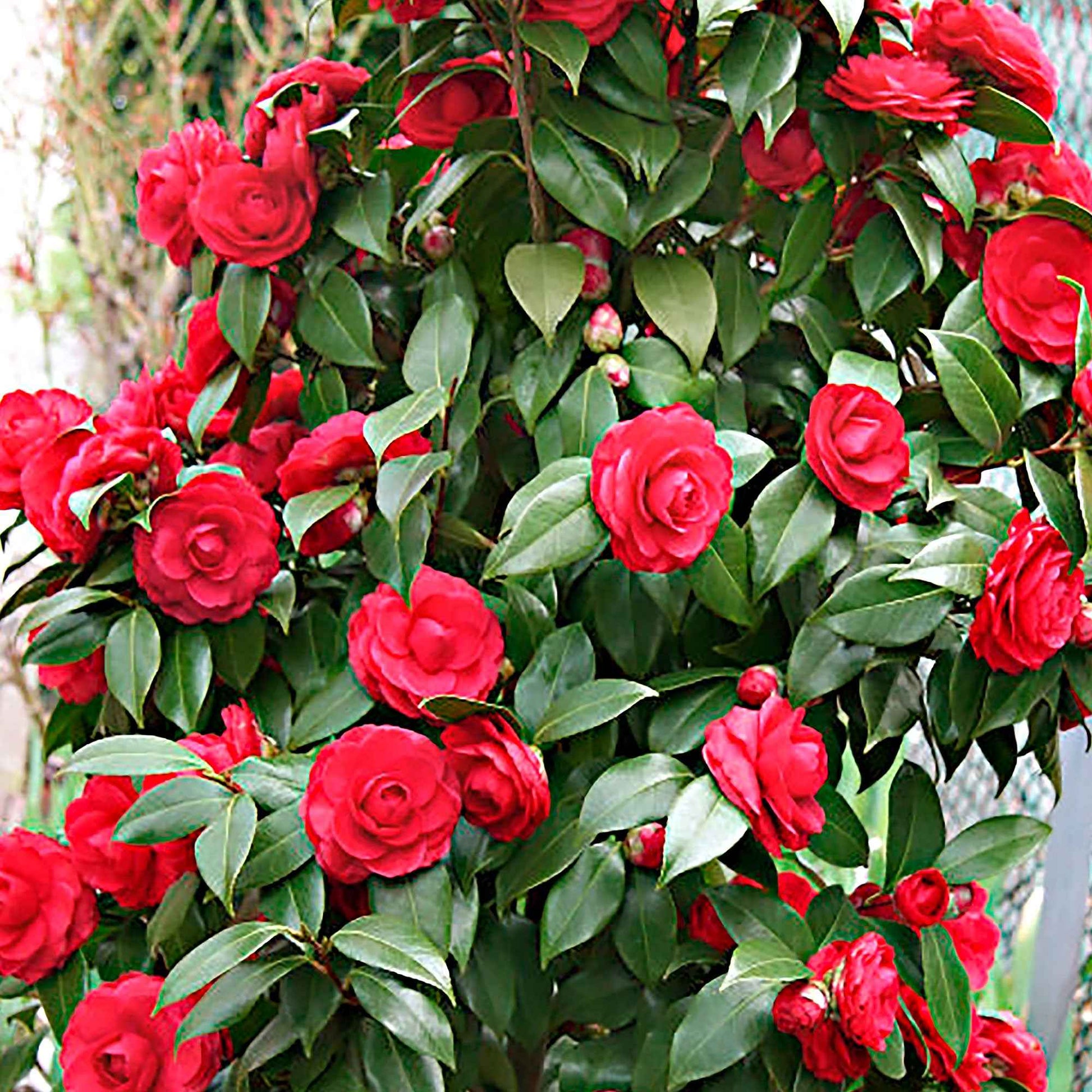 Achetez maintenant un arbuste d'ornement Camélia Camellia japonica 'Black  Lace' rouge avec cache-pot acheter | Bakker.com
