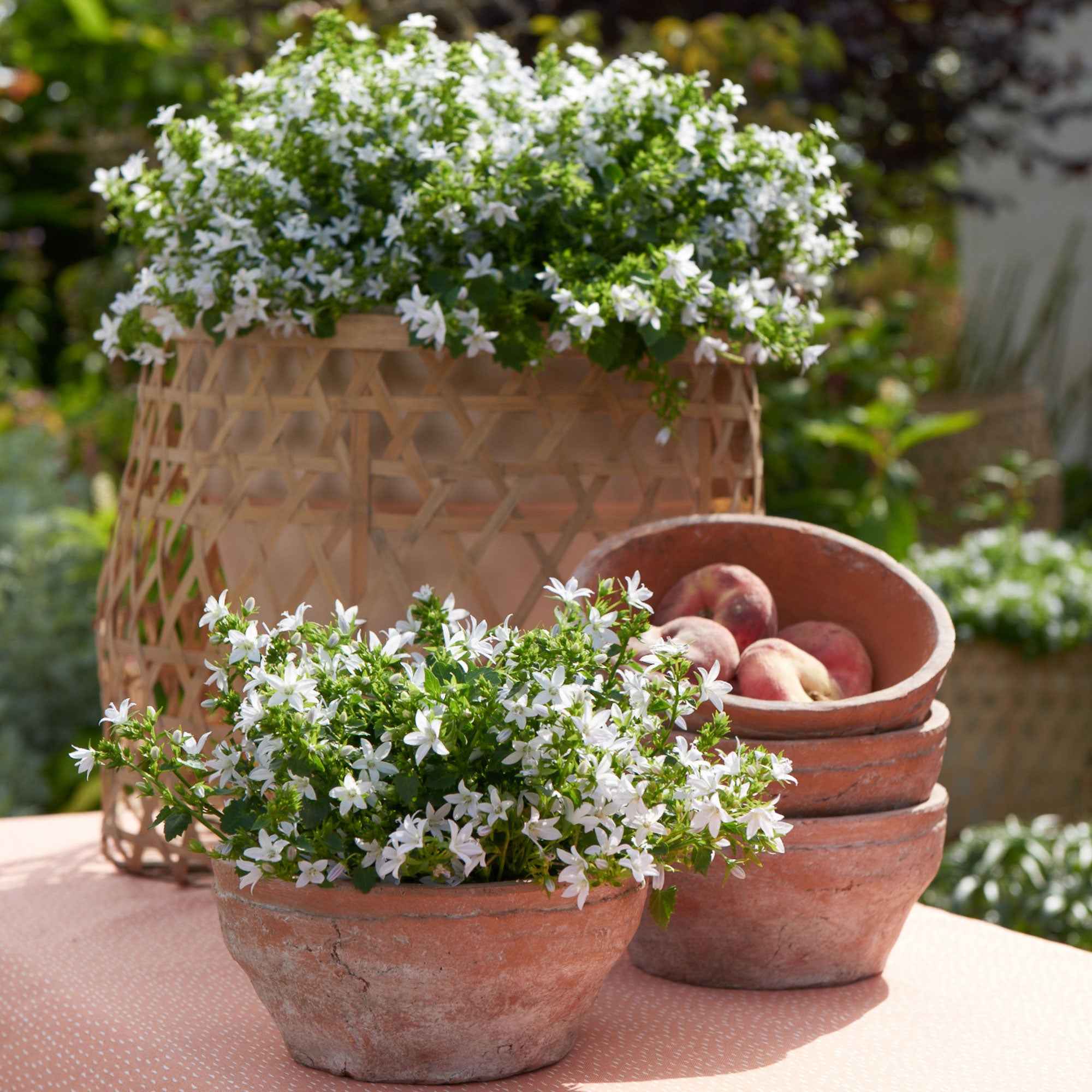 Achetez maintenant une plante vivace Campanule Poscharskyana Campanula  'Silberregen' Blanc - Bio | Bakker.com