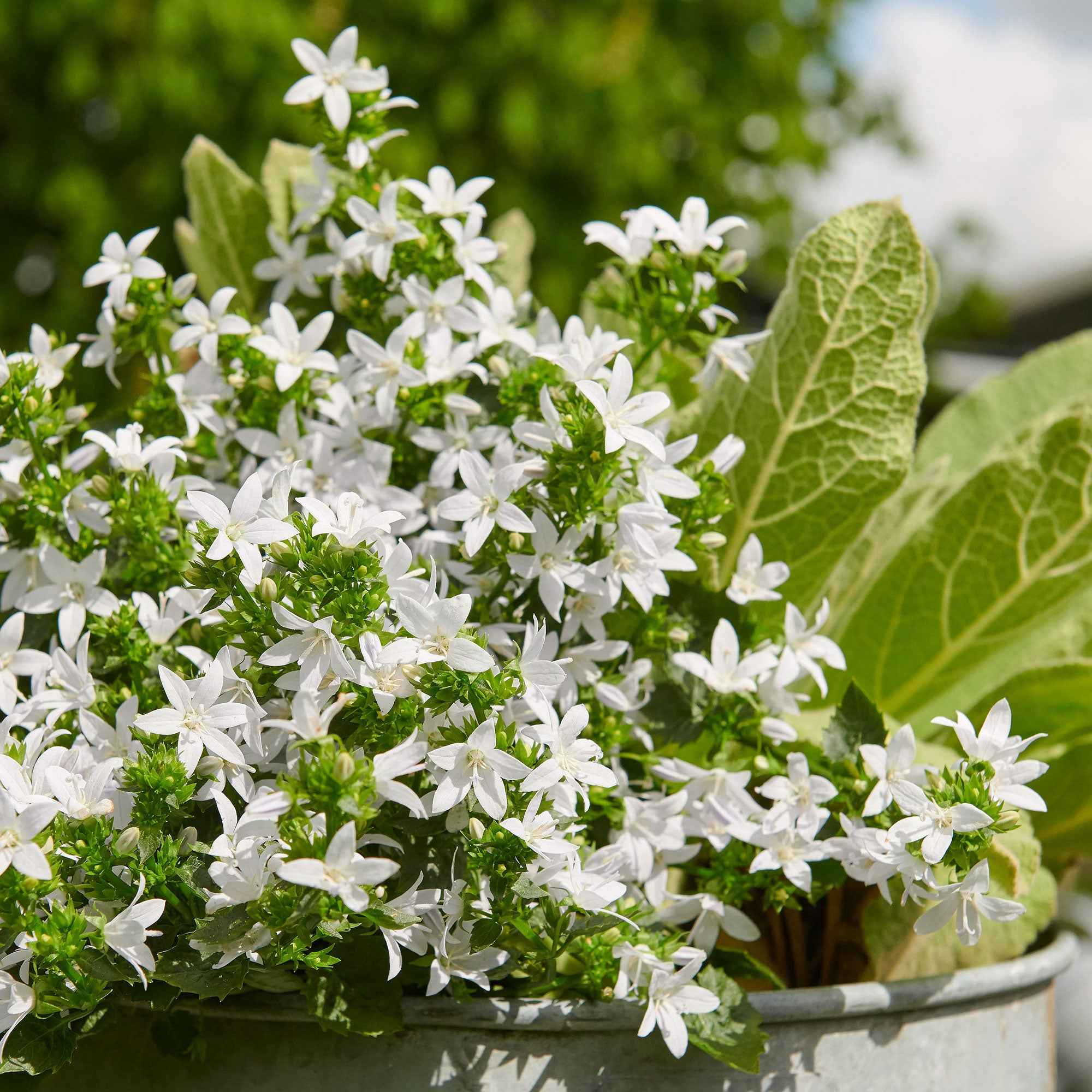 Achetez maintenant une plante vivace Campanule Poscharskyana Campanula  'Silberregen' Blanc - Bio | Bakker.com