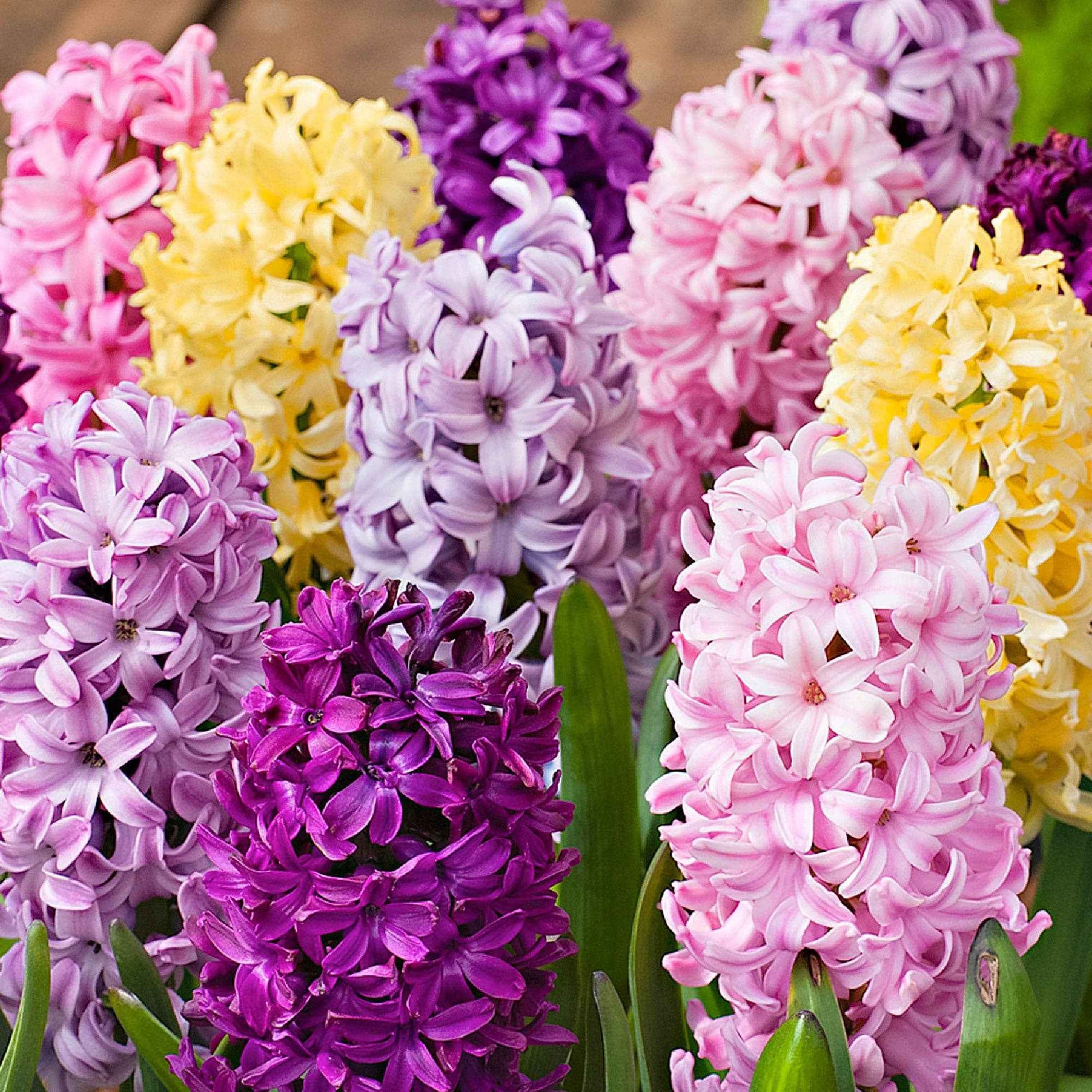 15 Jacinthe 'Dutch Spring' Mélange de couleurs acheter | Bakker.com