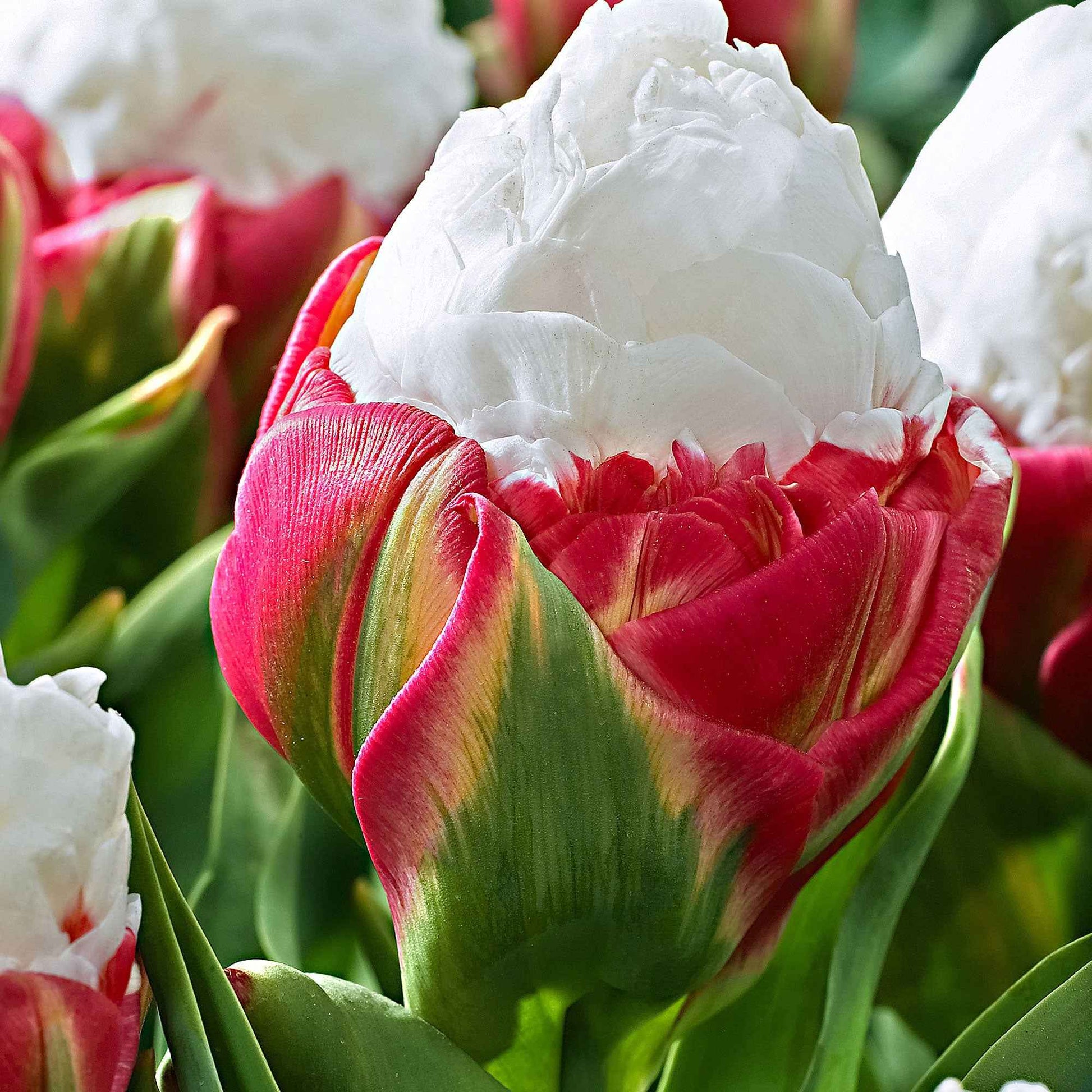 7x Tulipes Tulipa 'Ice Cream' blanc-rose acheter | Bakker.com