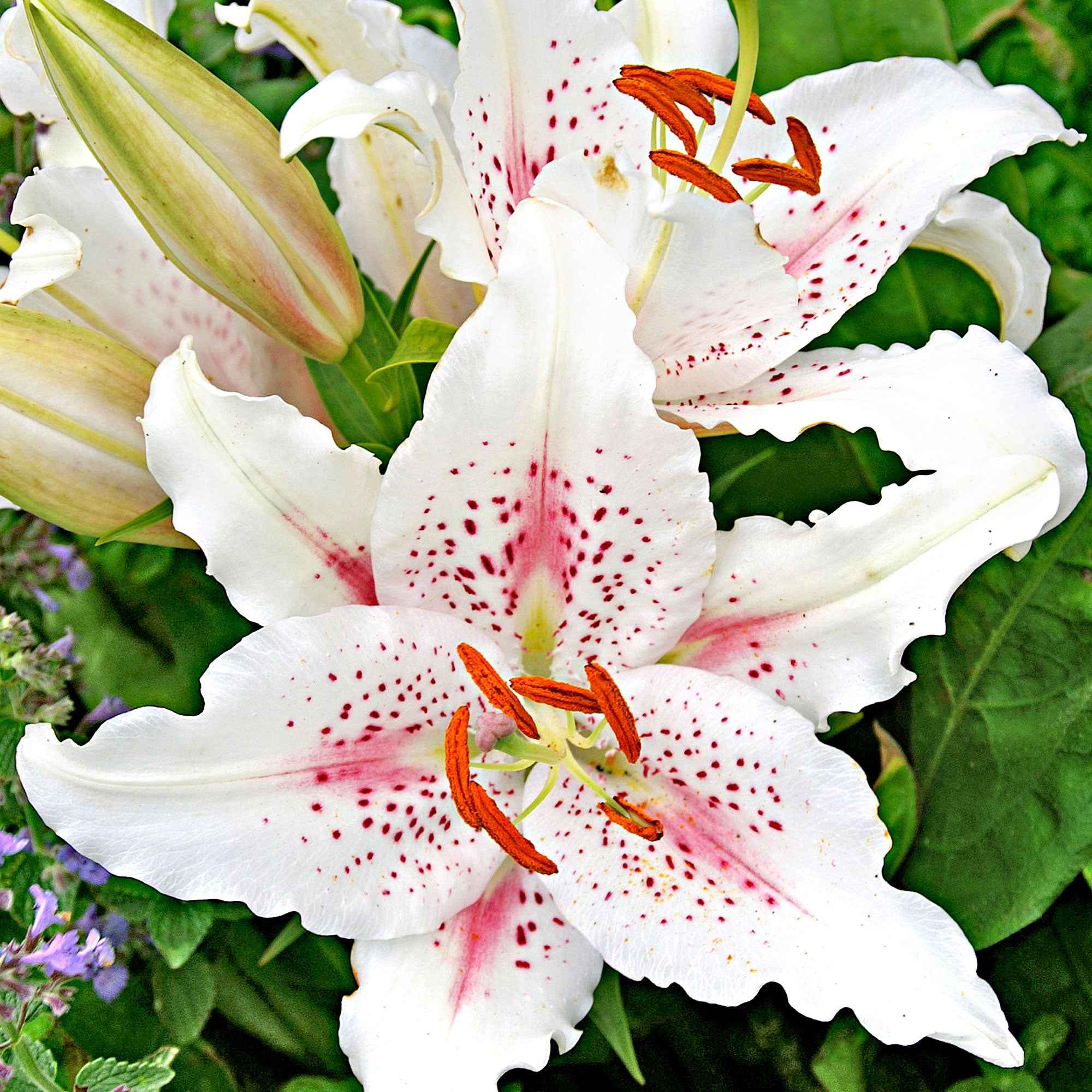 5x Lys Lilium 'Muscadet' blanc-rose acheter | Bakker.com