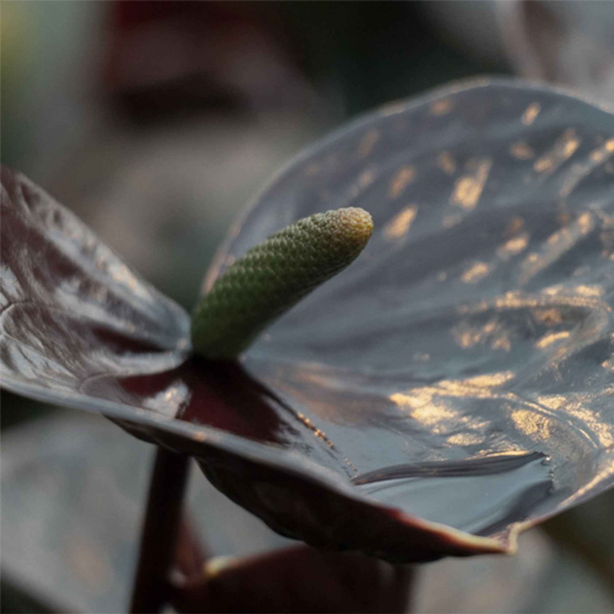 Achetez Maintenant Une Plante D Interieur Langue De Feu Anthurium Andreanum Noir Bakker Com