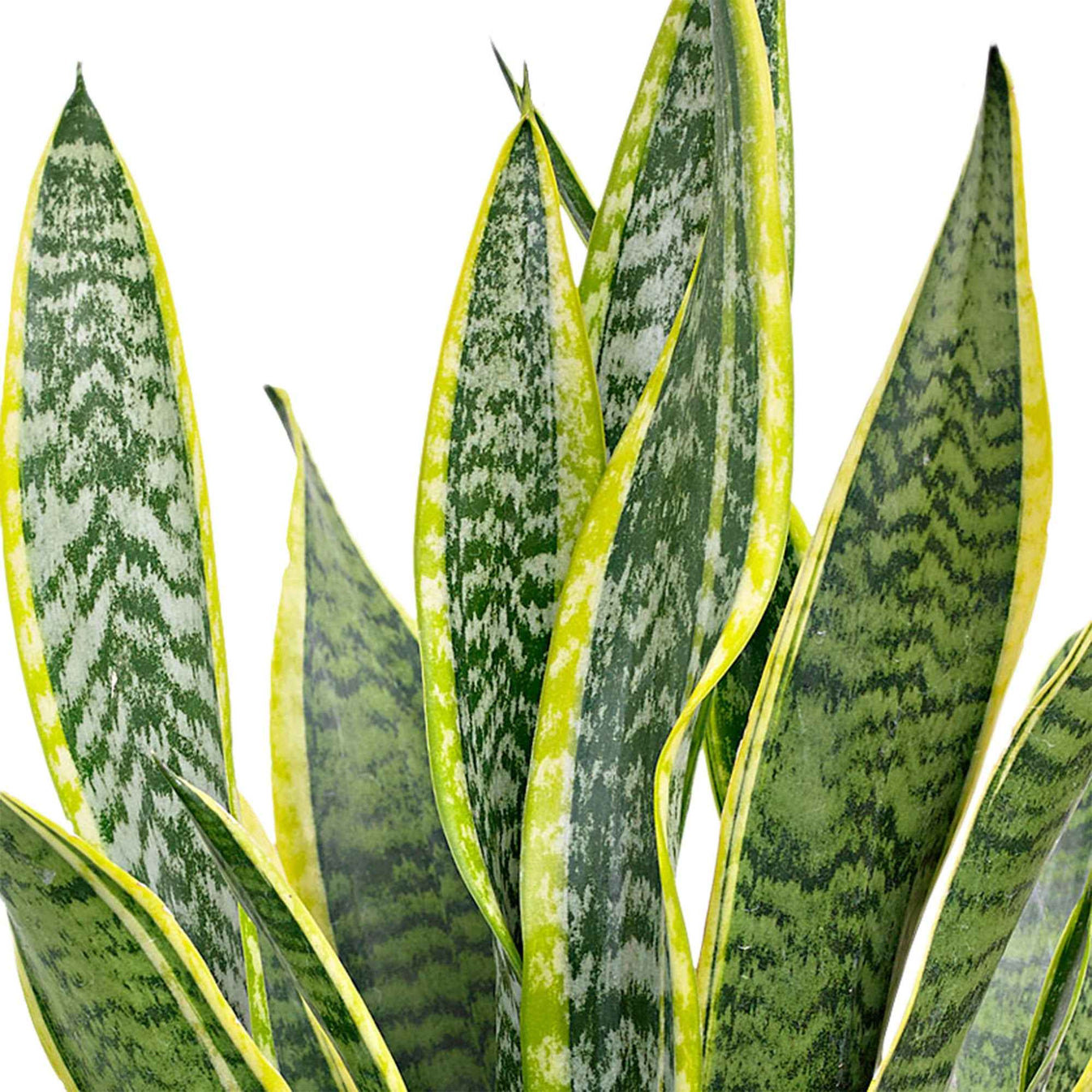 Achetez Maintenant Une Plante Dintérieur Langue De Belle Mère Sansevieria Laurentti Xl 