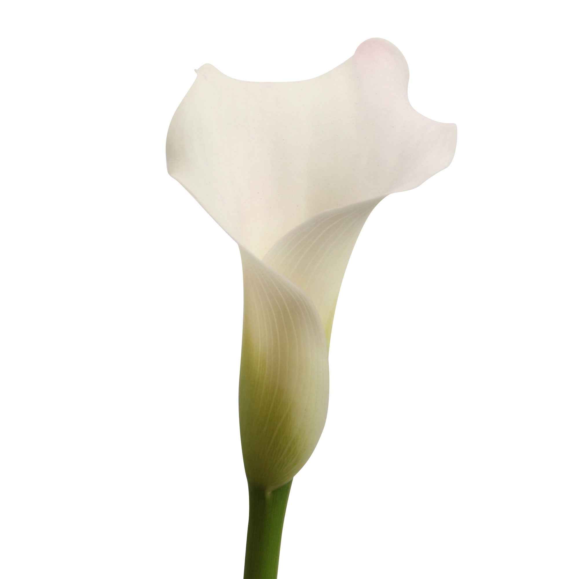 Arum Zantedeschia 'Chrystal Blush' blanc acheter | Bakker.com