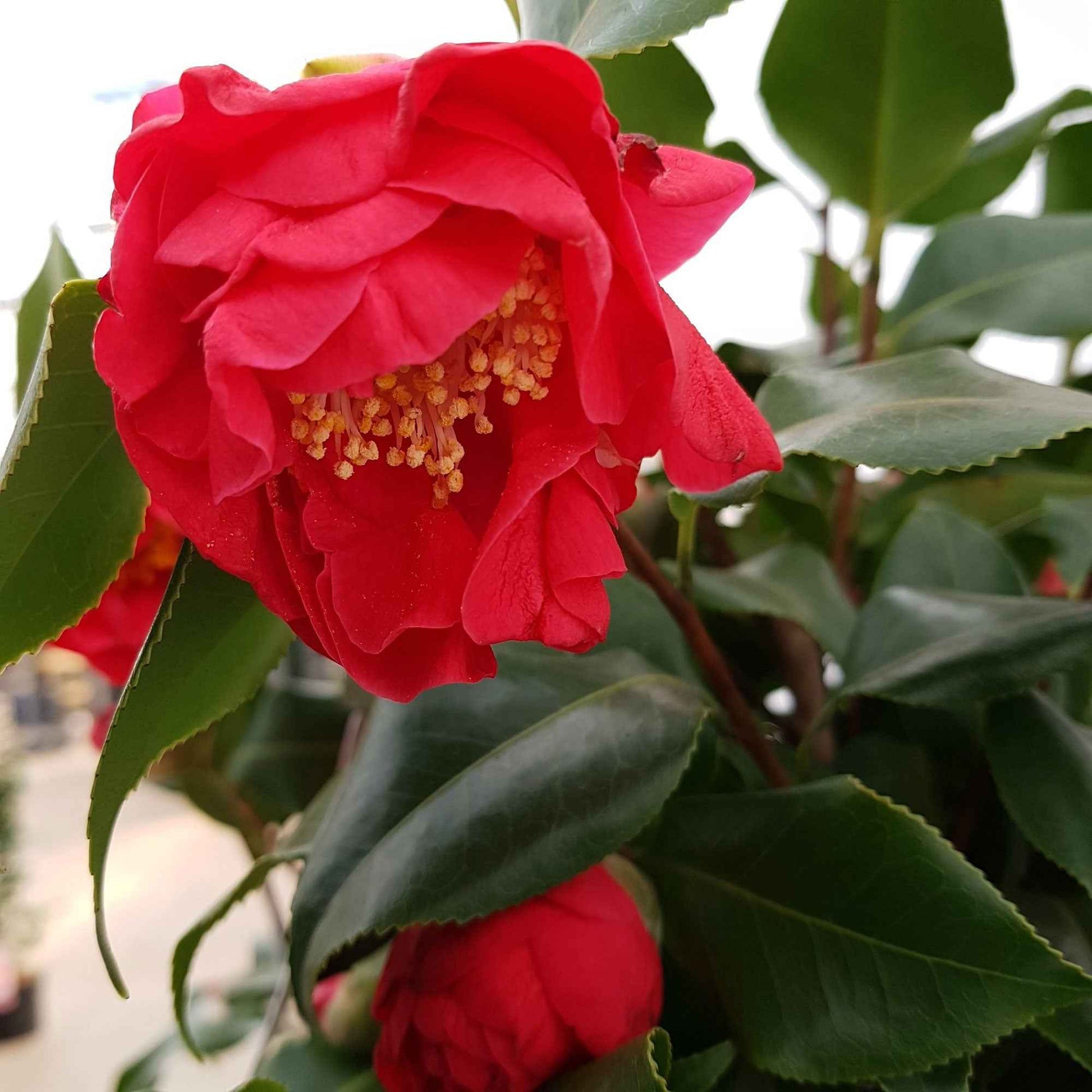 Achetez maintenant un arbuste d'ornement Camélia Camellia japonica 'Dr.  King' rose acheter | Bakker.com