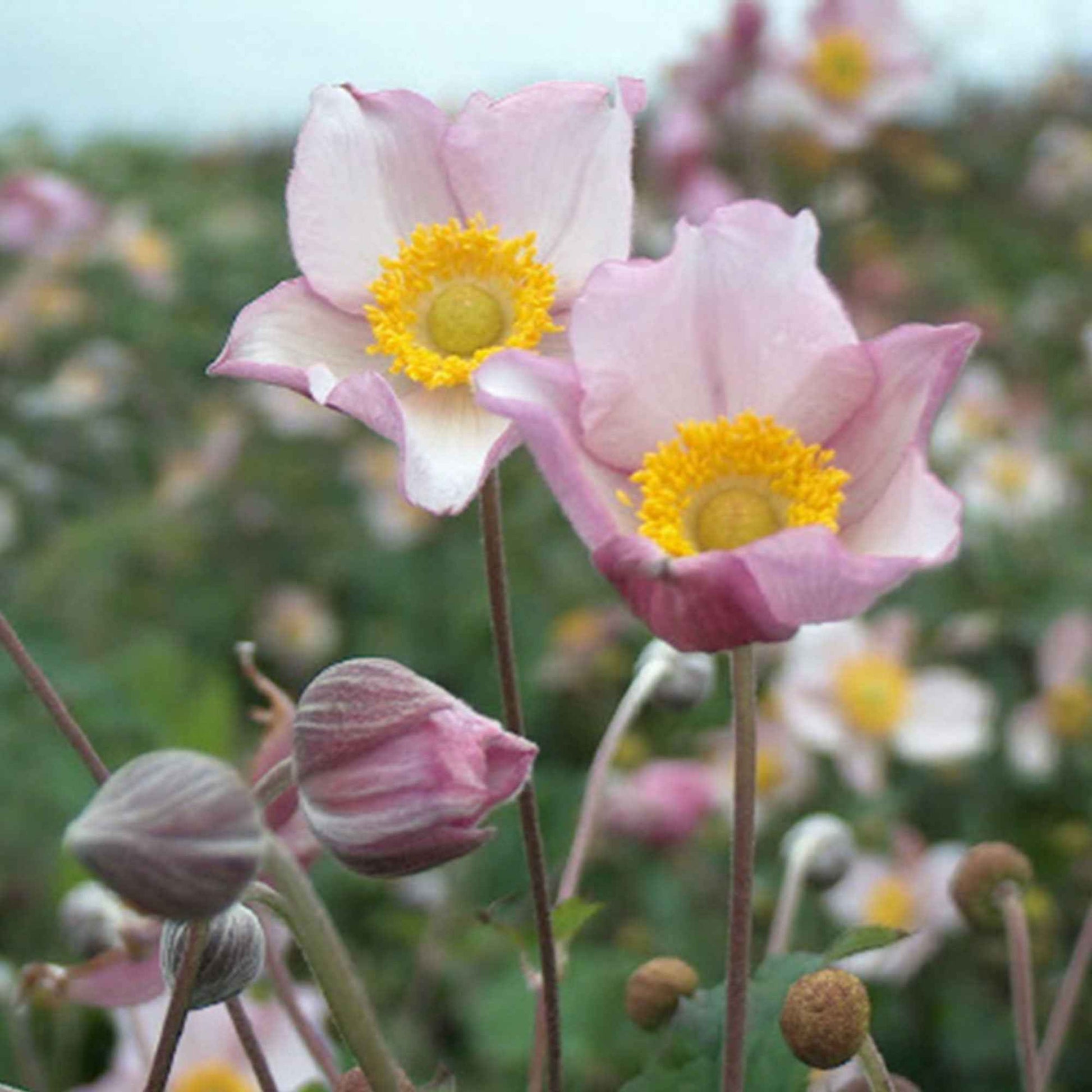 Achetez maintenant une plante vivace Anémone d'automne Anemone  'Robustissima' - Biologique rose | Bakker.com