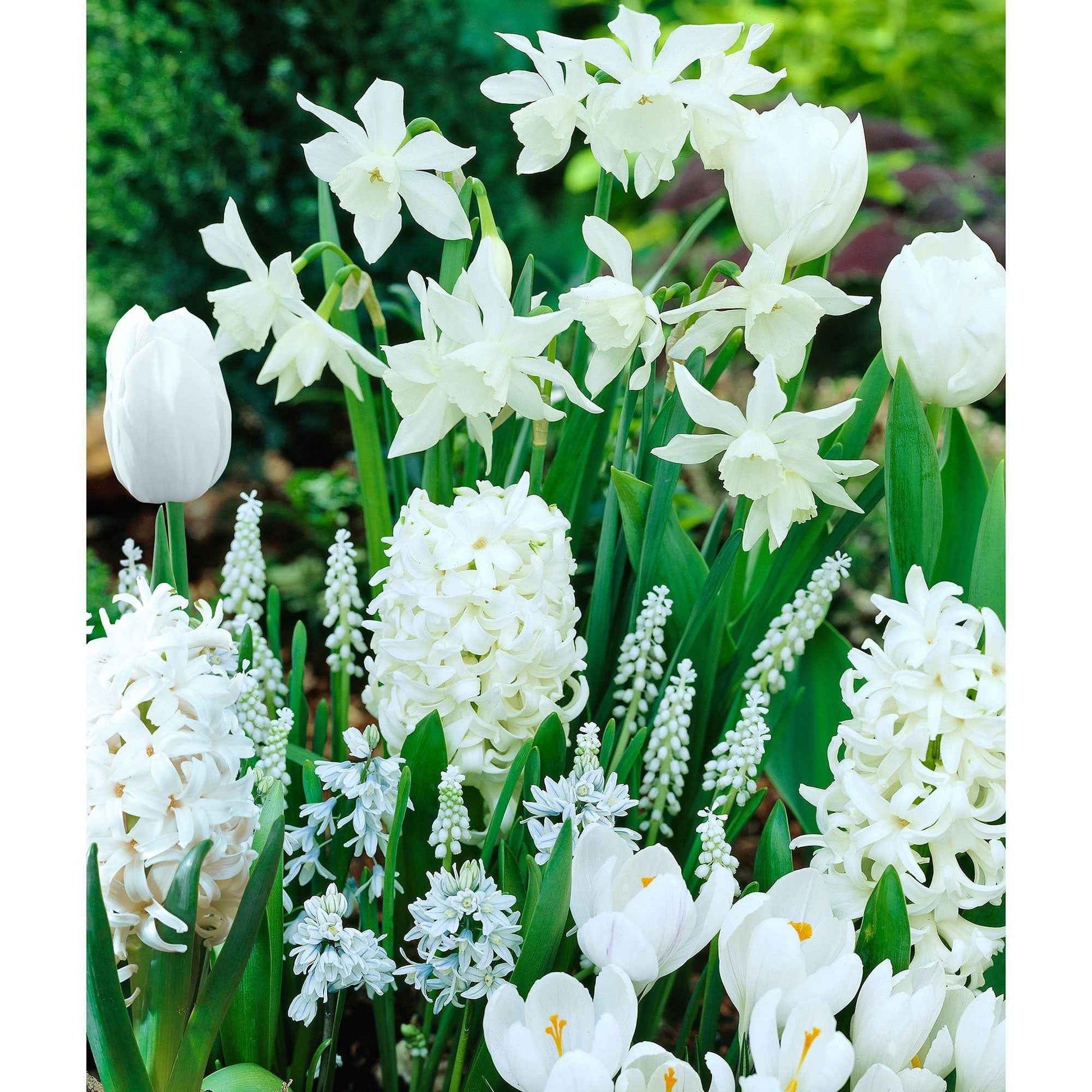 40x Bulbes de fleurs - Mélange 'Border Garden White' blanc acheter |  Bakker.com