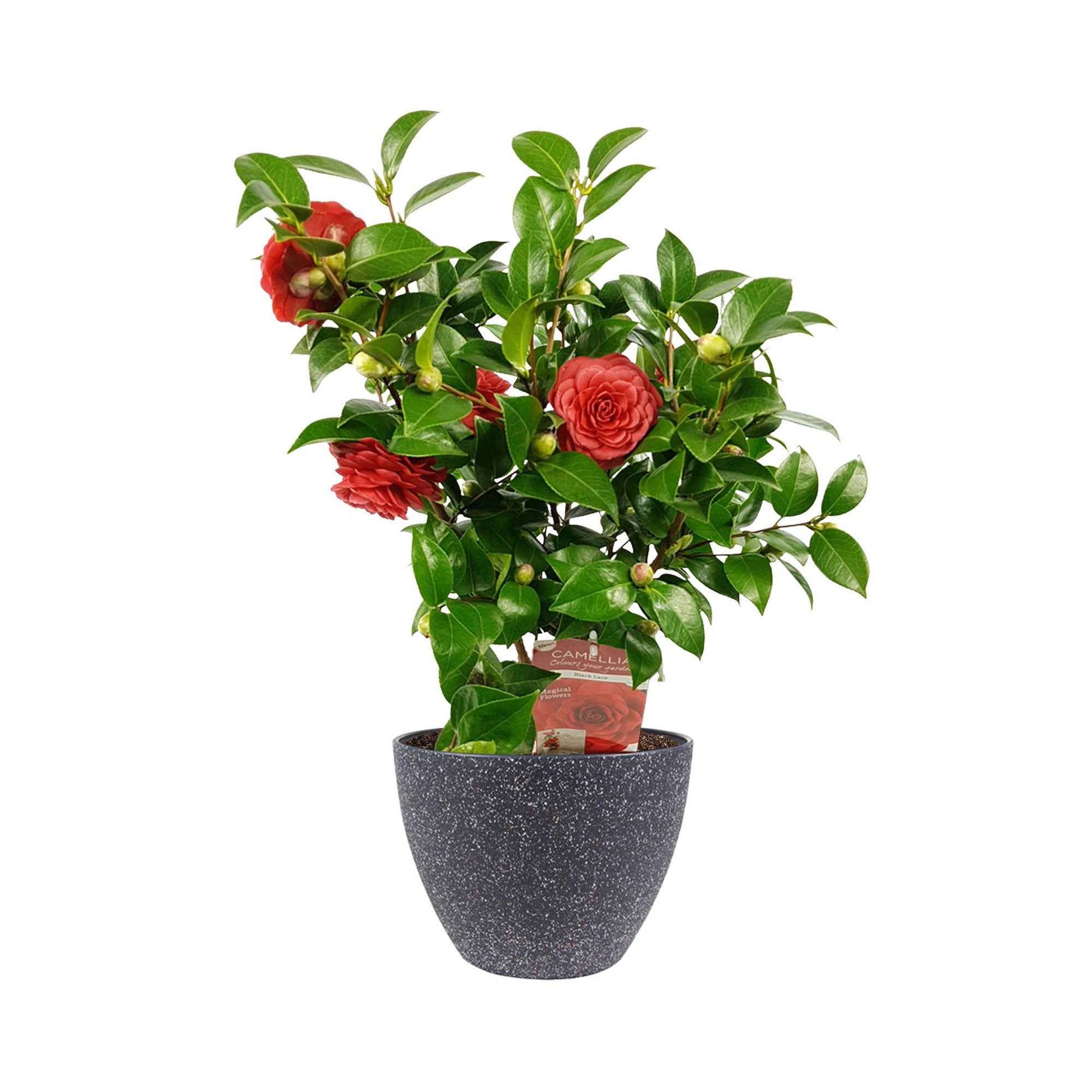 Achetez maintenant un arbuste d'ornement Camélia Camellia japonica 'Black  Lace' rouge avec cache-pot acheter | Bakker.com