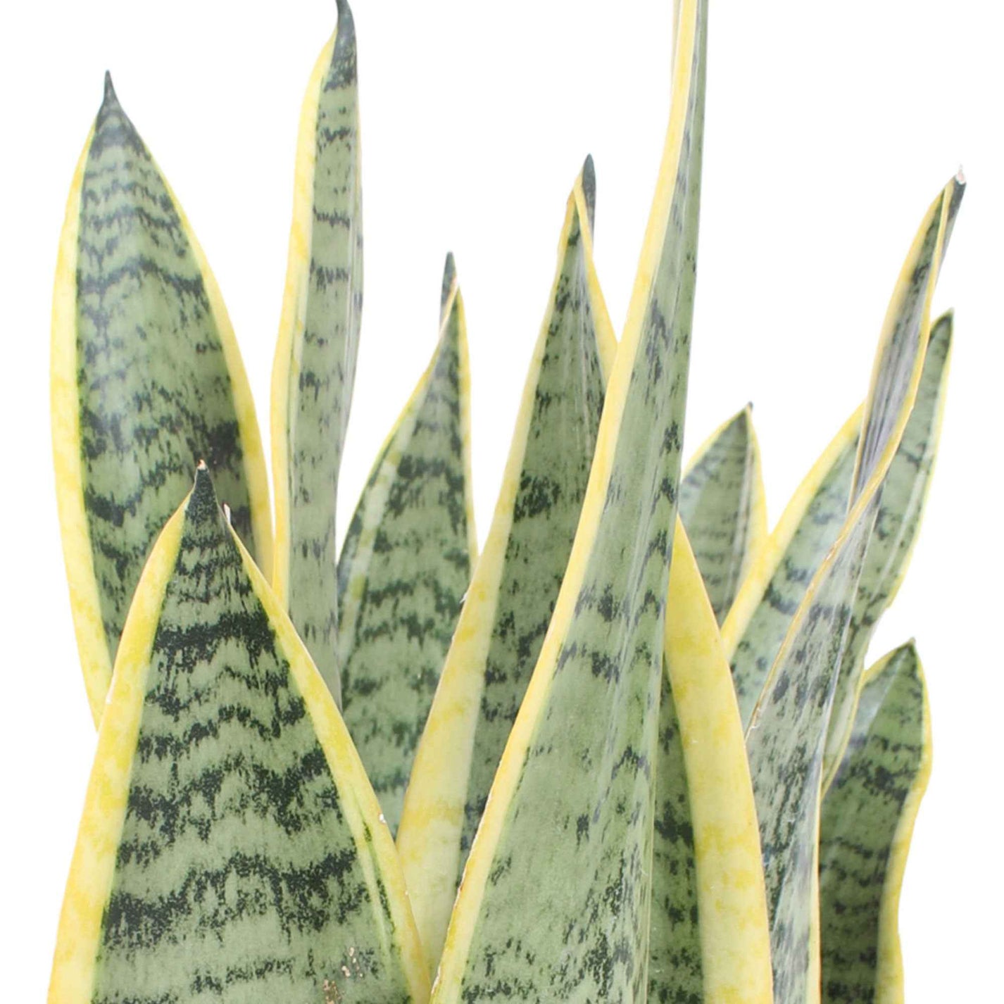 Achetez Maintenant Une Plante Dintérieur Langue De Belle Mère Sansevieria Laurentii 