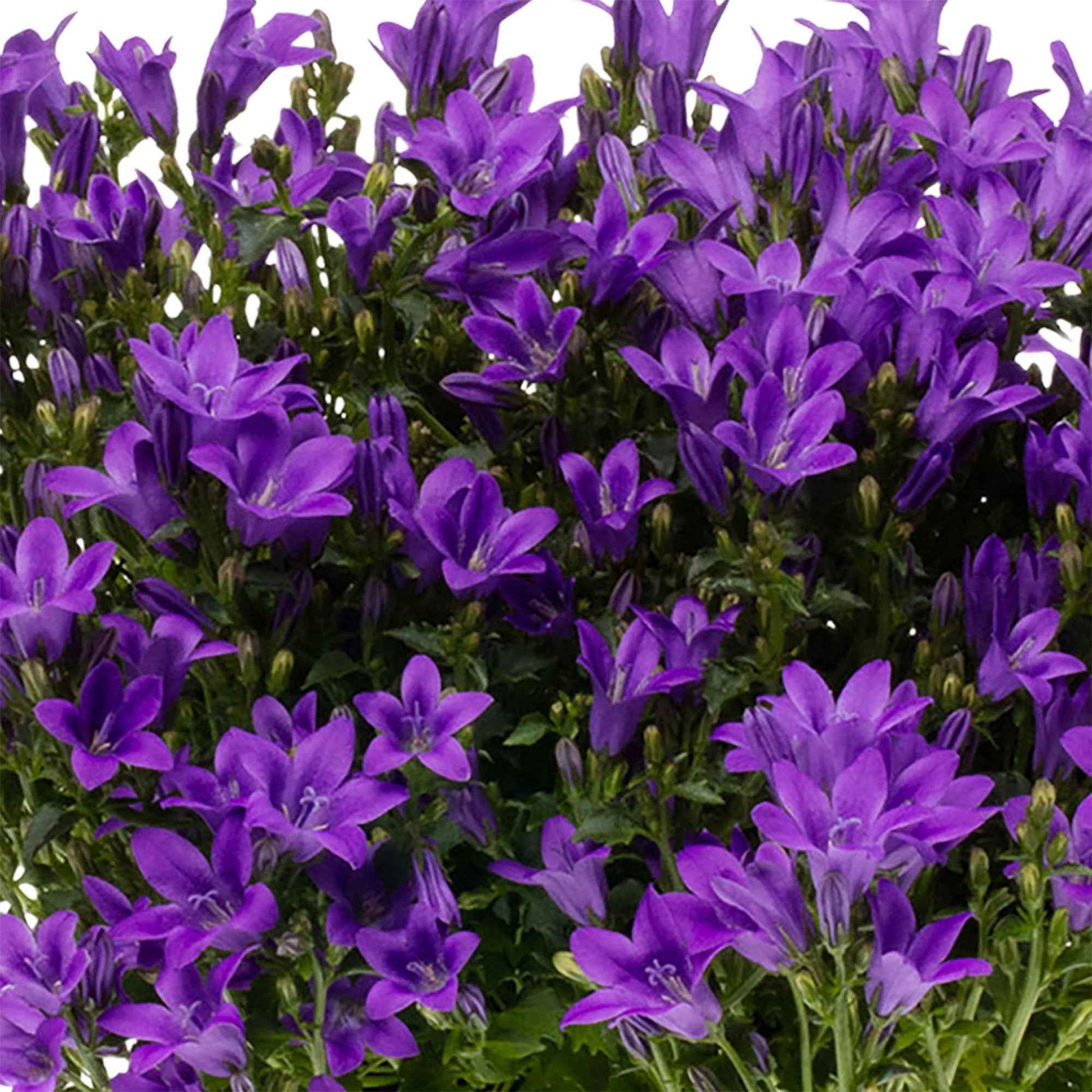 Achetez maintenant une plante vivace 3x Campanule Campanula 'Ambella  Intense Purple' violet avec jardinière blanc | Bakker.com