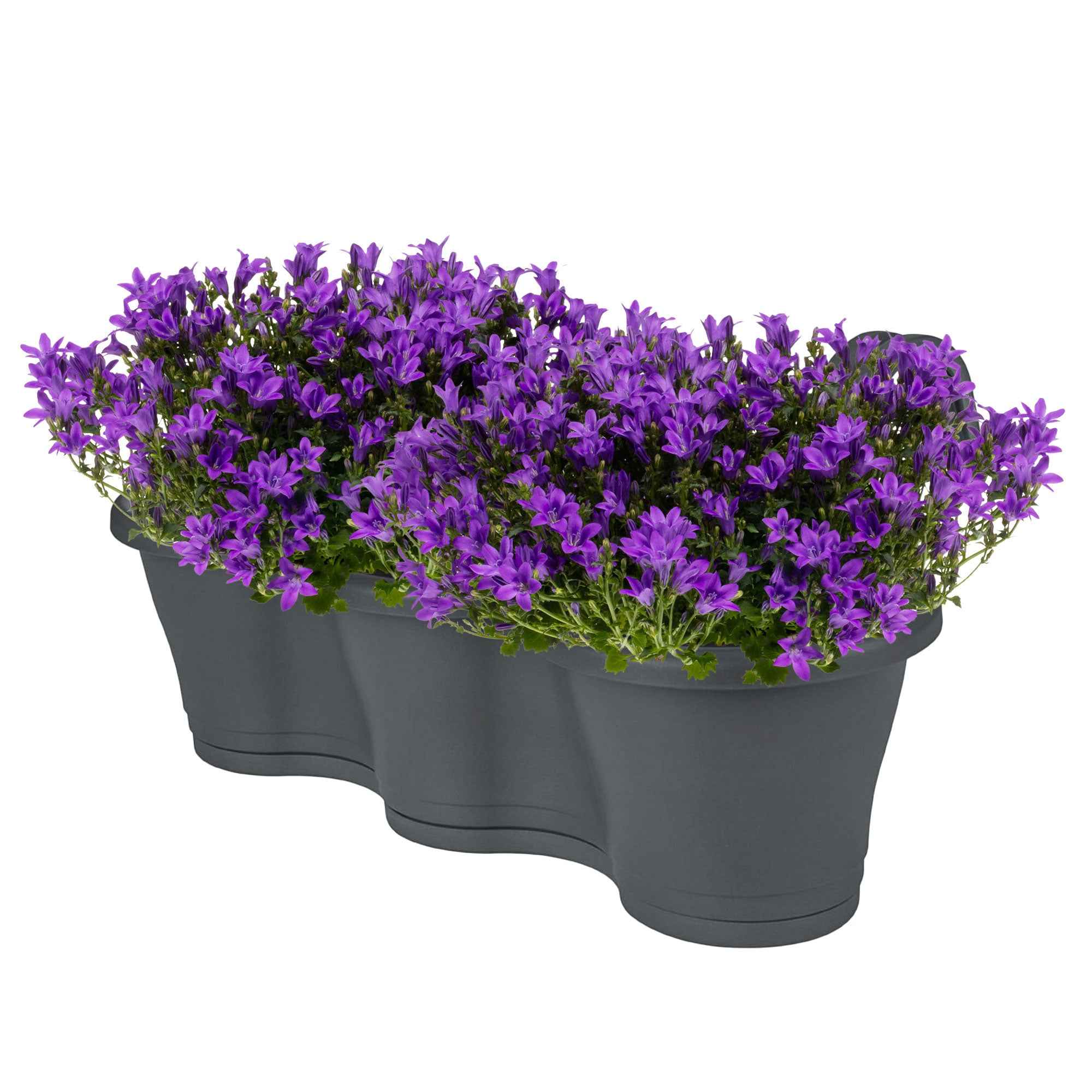 Achetez maintenant une plante vivace 3x Campanule Campanula 'Ambella  Intense Purple' violet avec jardinière anthracite | Bakker.com