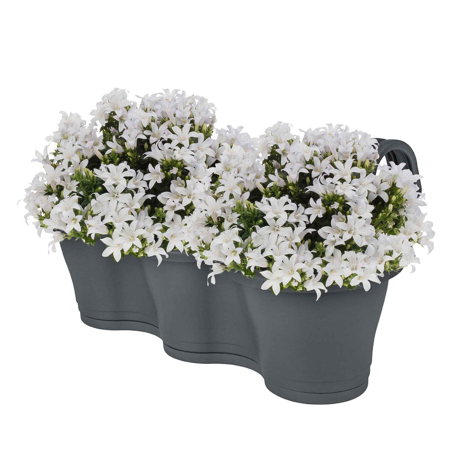 Achetez maintenant une plante vivace 3x Campanule Campanula 'White' blanc  avec jardinière anthracite | Bakker.com