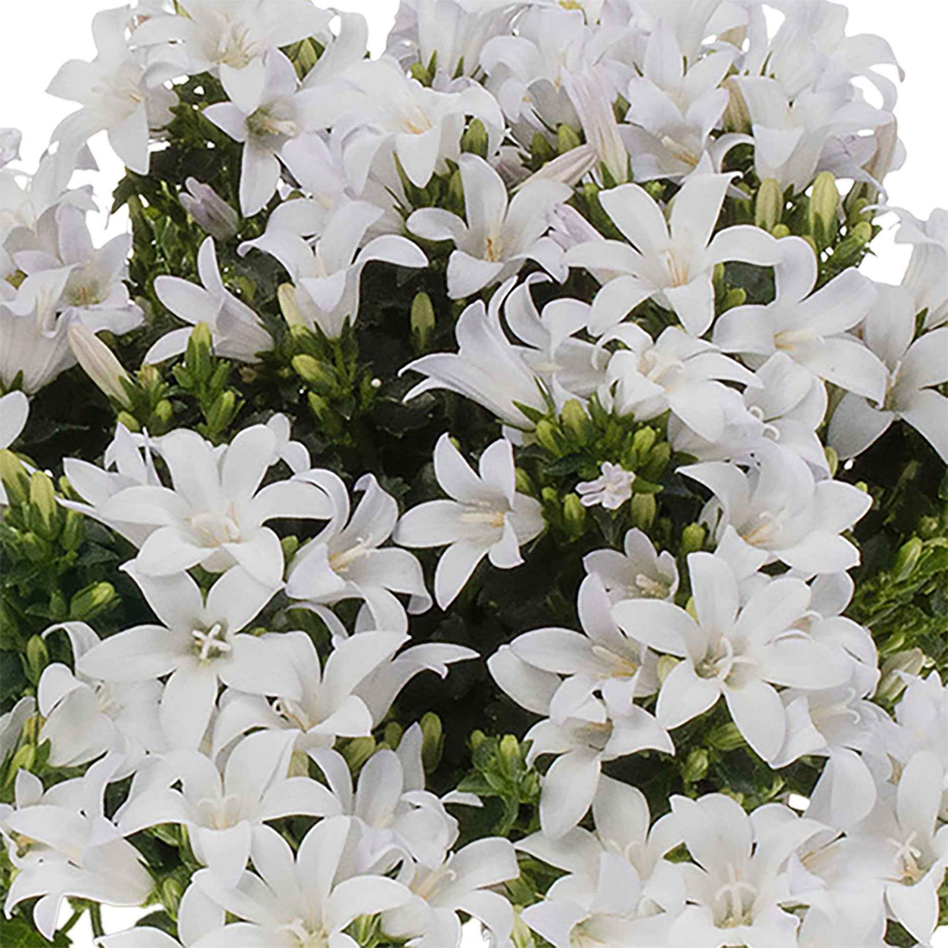 Achetez maintenant une plante vivace 3x Campanule Campanula 'White' blanc  avec jardinière anthracite | Bakker.com