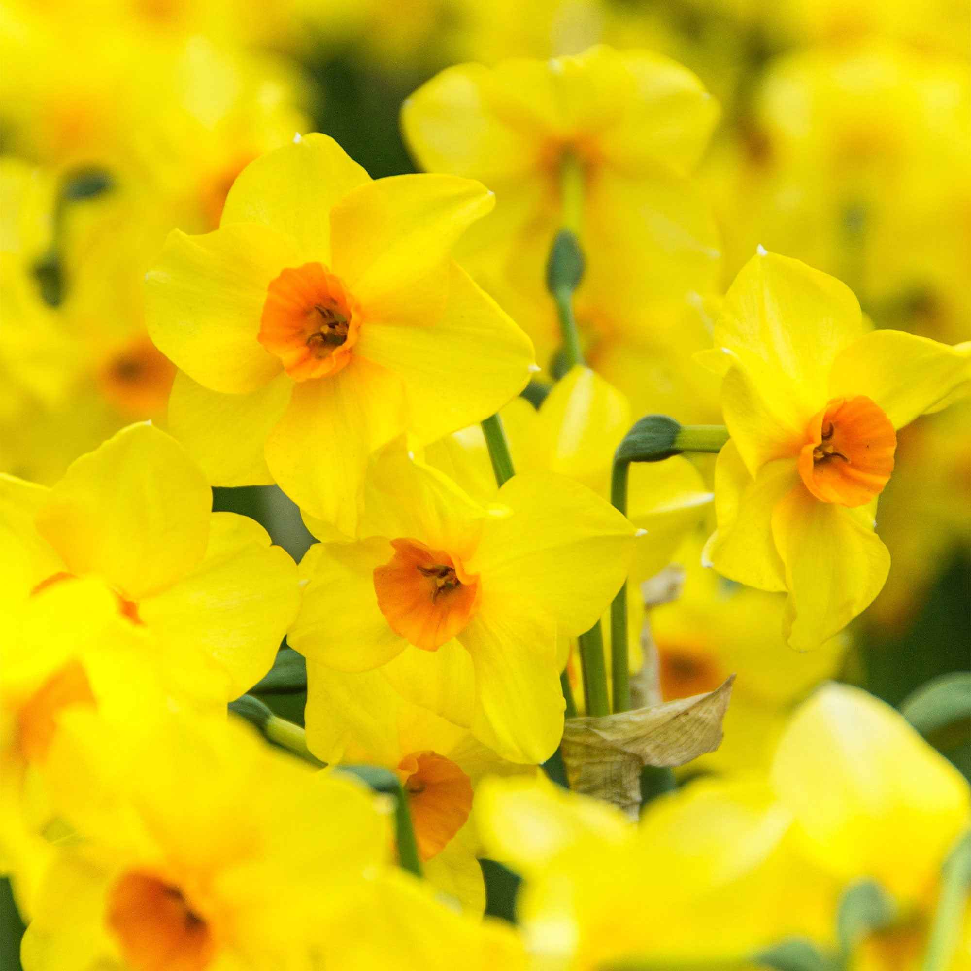 40x Narcisse Narcissus 'Martinette' petite fleur jaune acheter | Bakker.com