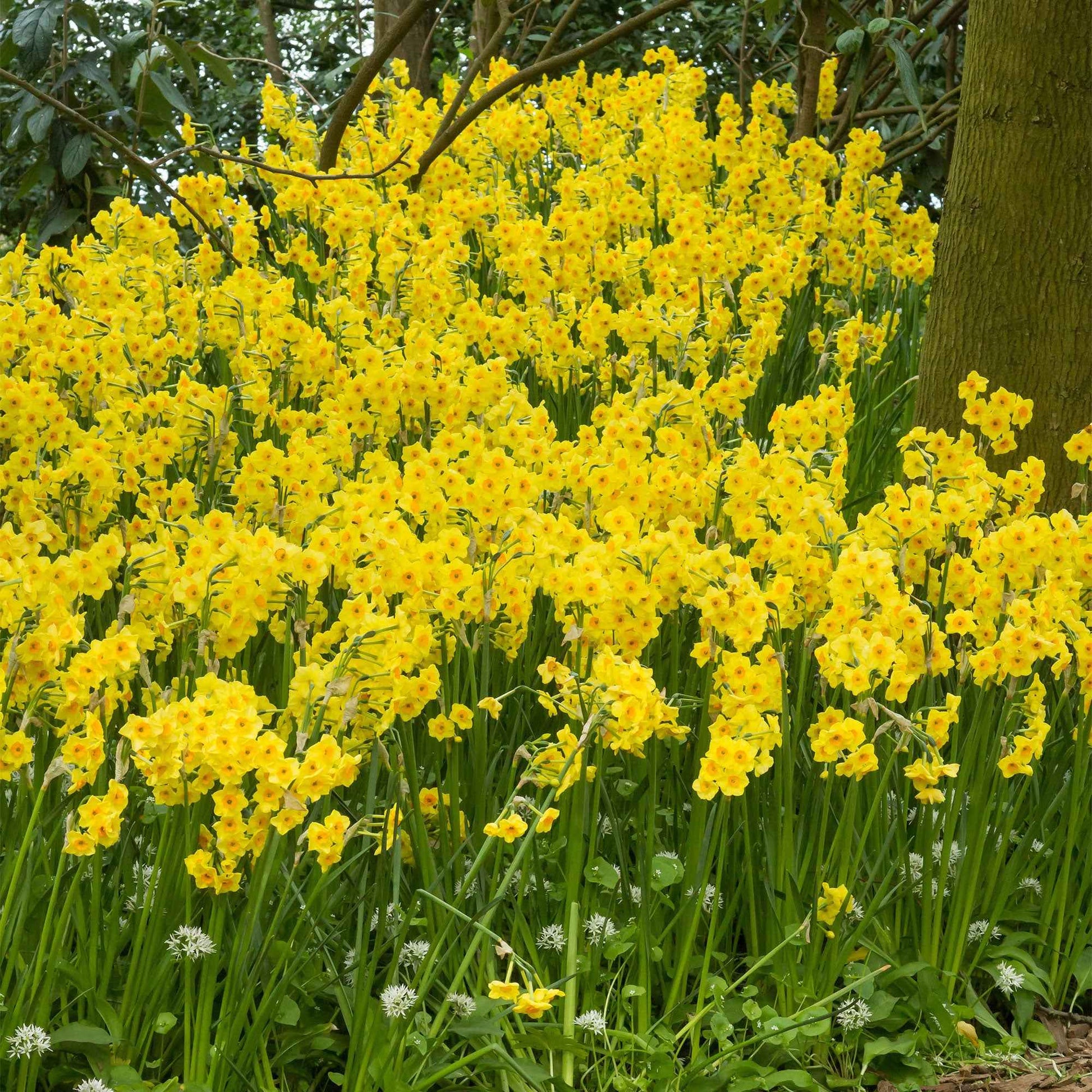 40x Narcisse Narcissus 'Martinette' petite fleur jaune acheter | Bakker.com