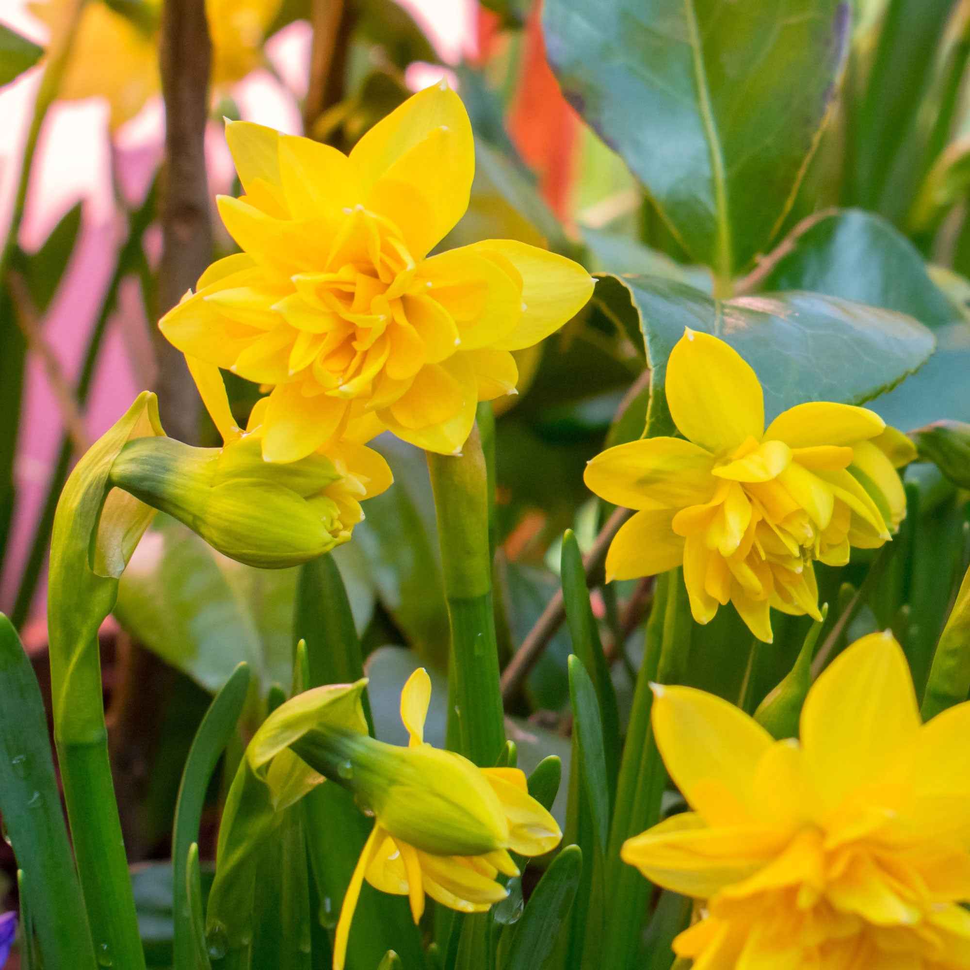 25x Narcisse Narcissus 'Tete Boucle' à fleurs doubles jaune acheter |  Bakker.com