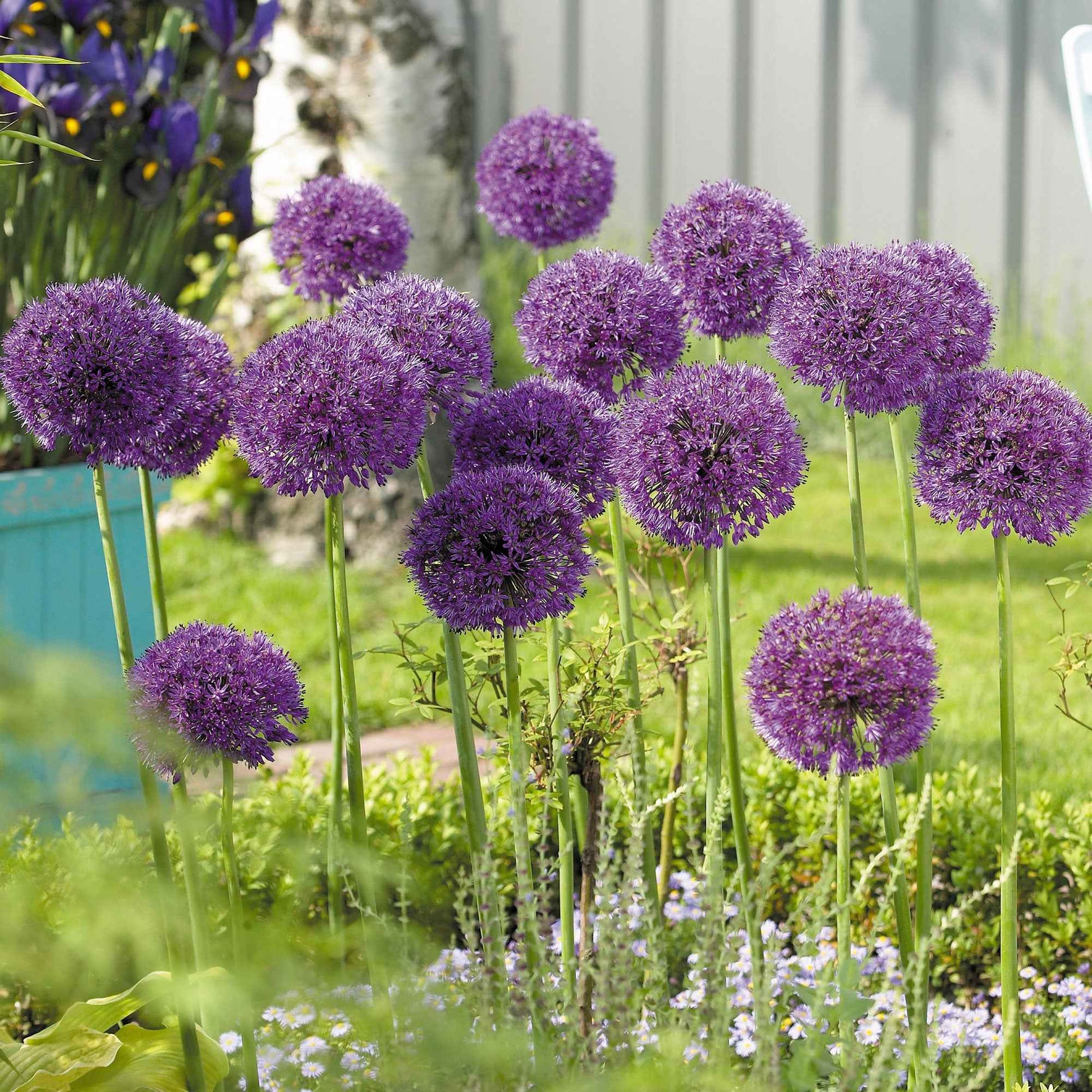 6x Allium 'Purple Sensation' Violet - Bio acheter | Bakker.com