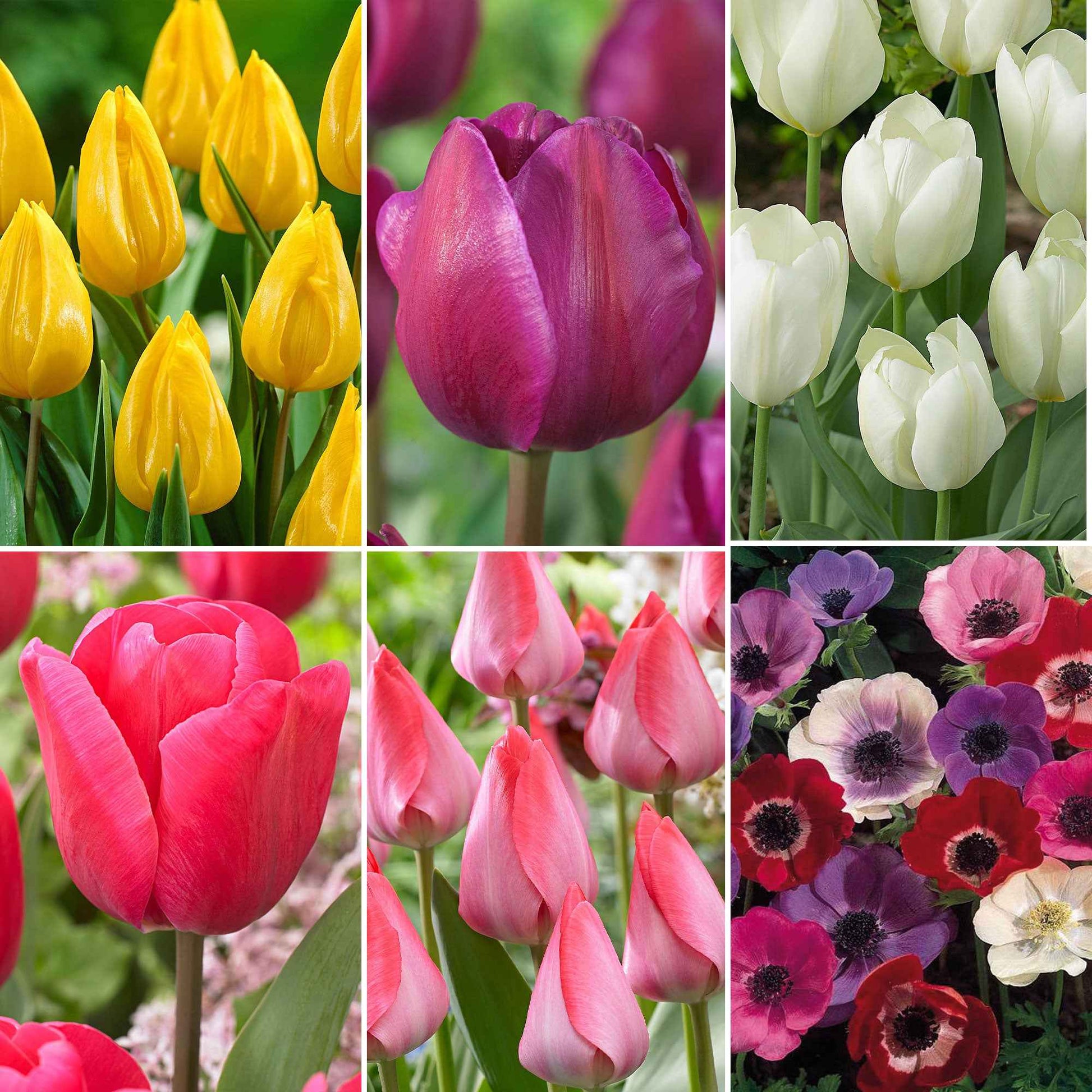80x Anémone et tulipe - Mélange 'Jardin Joyeux' acheter | Bakker.com