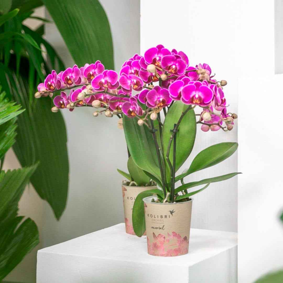 Achetez maintenant une plante d'intérieur Orchidée papillon Phalaenopsis  'Morelia' Violet | Bakker.com