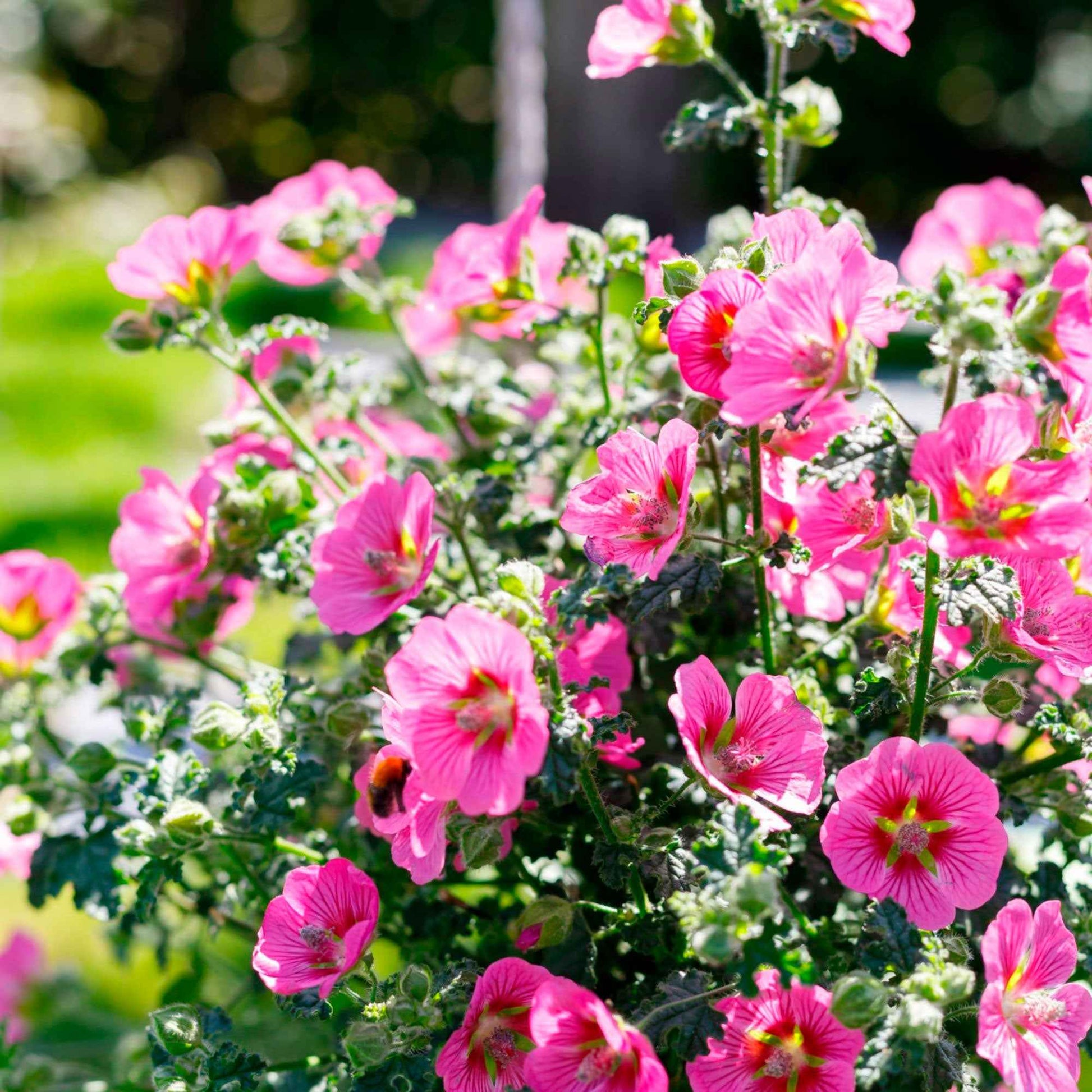 Achetez maintenant une plante en pot Malva du Cap Anisodontea 'Princess  Pink' Rose | Bakker.com