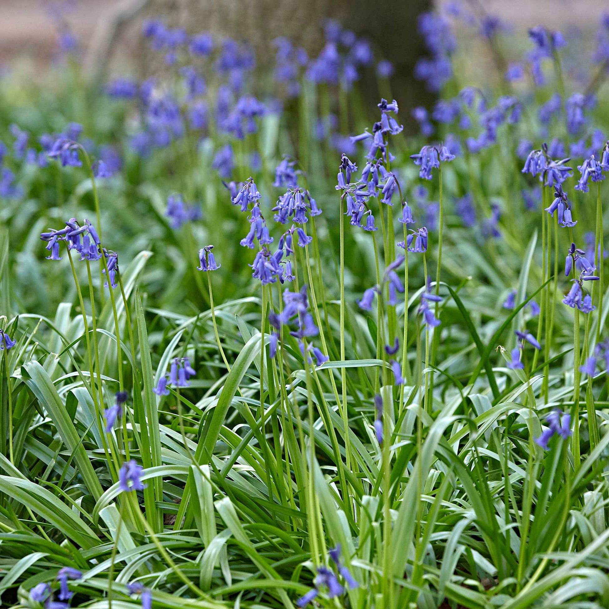 20x Jacinthe des bois Hyacinthoides non-scripta bleu acheter | Bakker.com